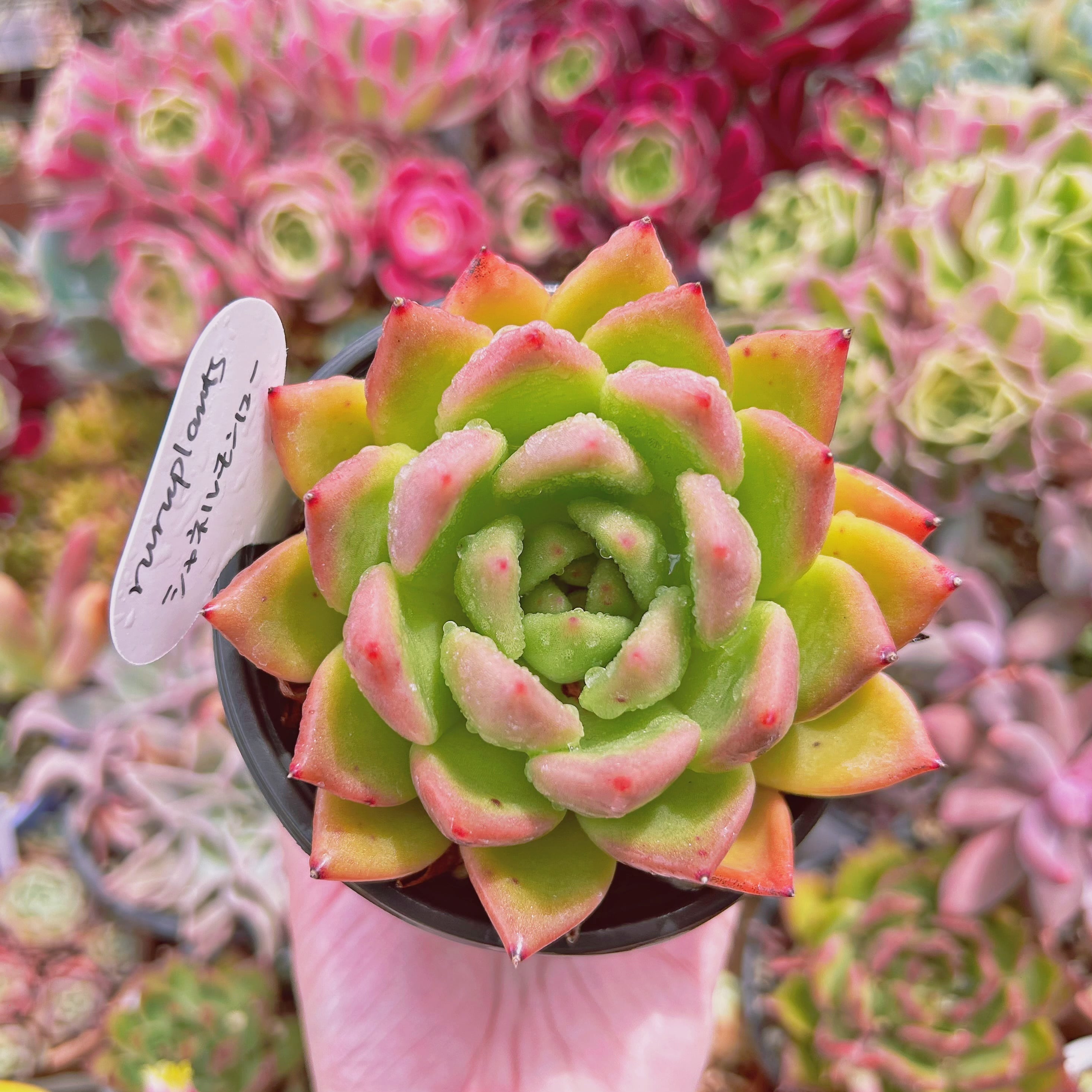 #2222現物　多肉植物　シャネルモンロー 特大　抜き苗