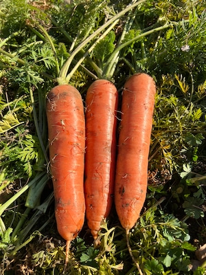 やまの畑・冬のお野菜セット Sサイズ(少量サイズ)