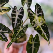 アロカシア バンビーノ イエロー / Alocasia bambino variegated 'Yellow'⑦ / 観葉植物