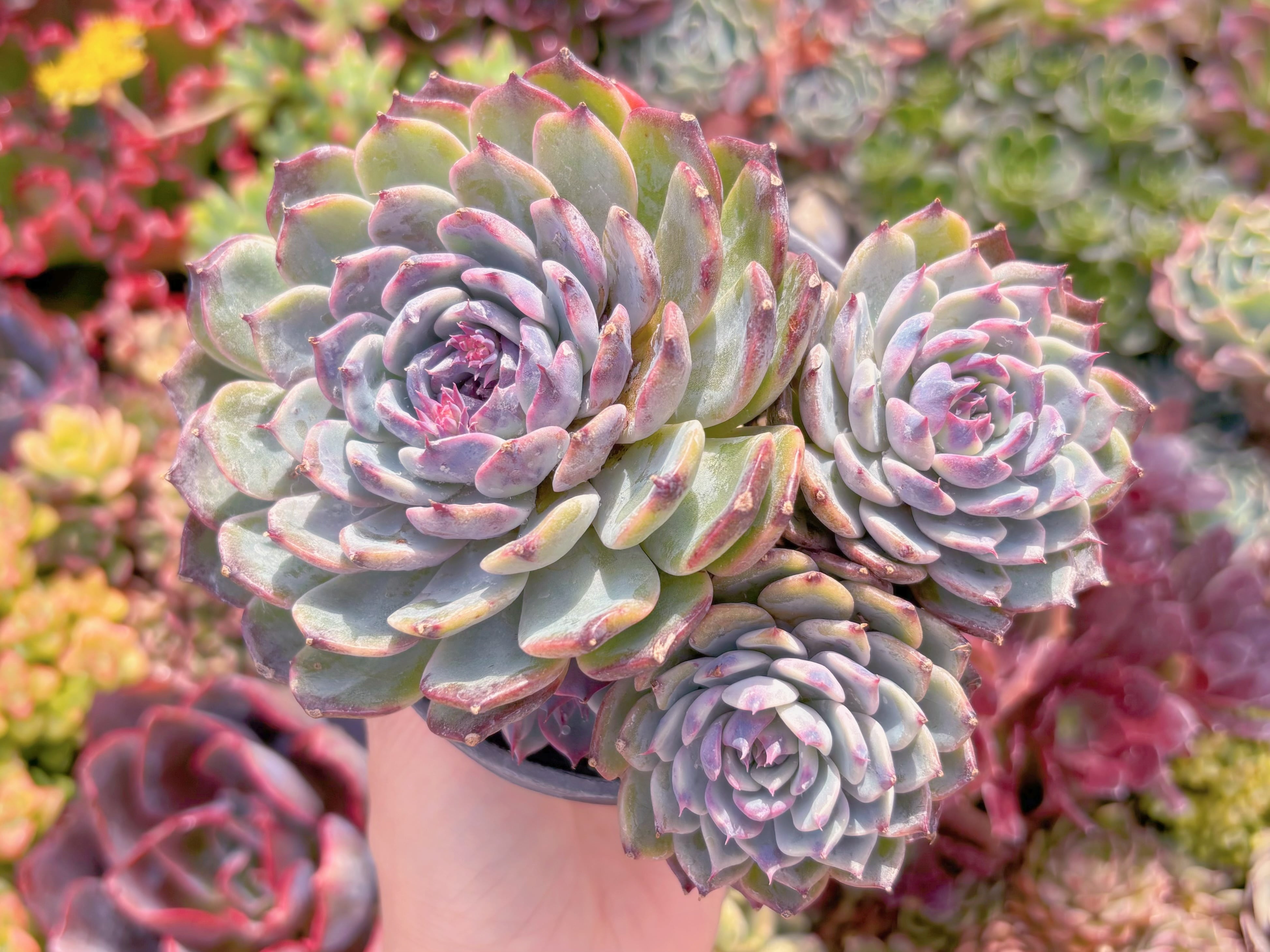 現品　ブルーエンチャントレス#F227　大群生　新入荷　るる農園