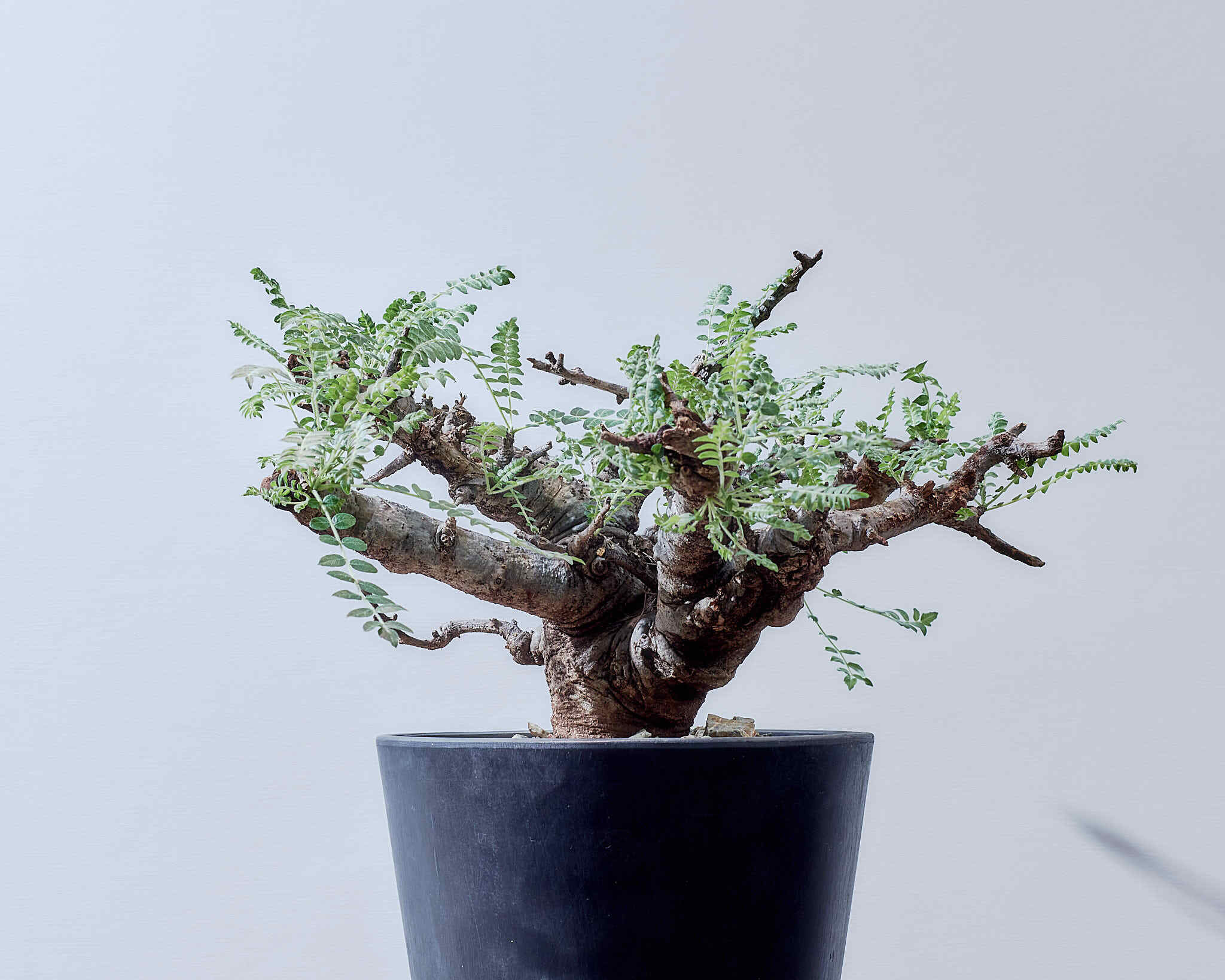 ボスウェリアネグレクタ 高さ70cm程 灌木植物　Boswellia neglectaコーデックスパキポディウムグラキリスフランキンセンスコミフォラカタフ ボスウェリアネグレクタ | STORES