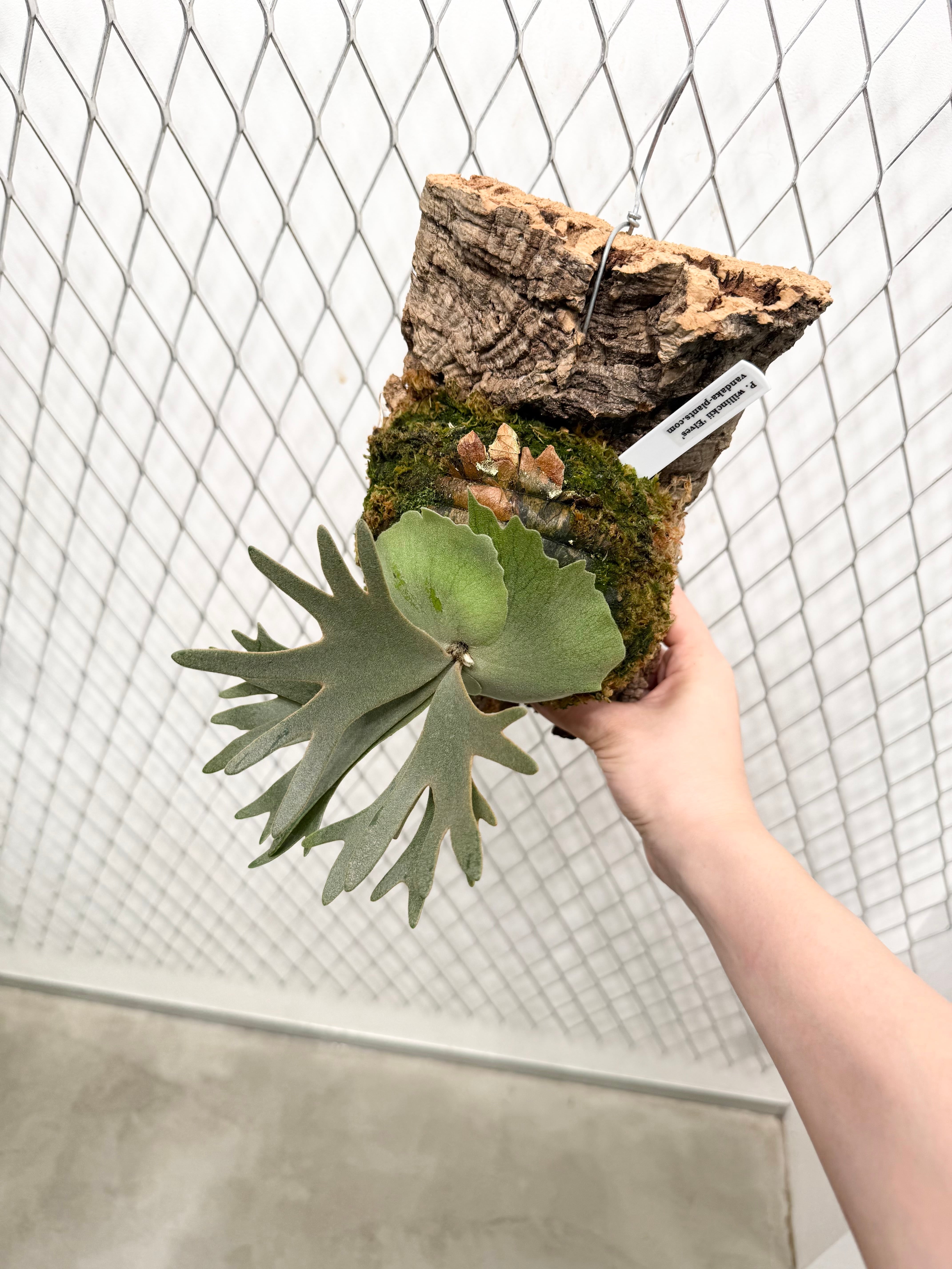a) P. willinckii 'Elves' ビカクシダ ウィリンキー 'エルベス