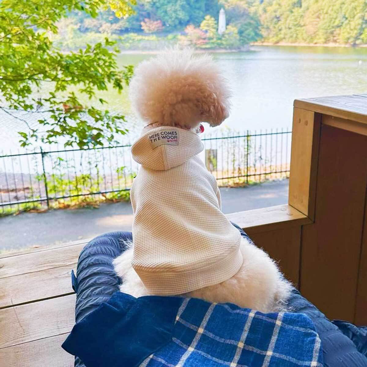犬の服☆フワフワ気持ち良いワッフルニットのパーカーは良く伸びるので