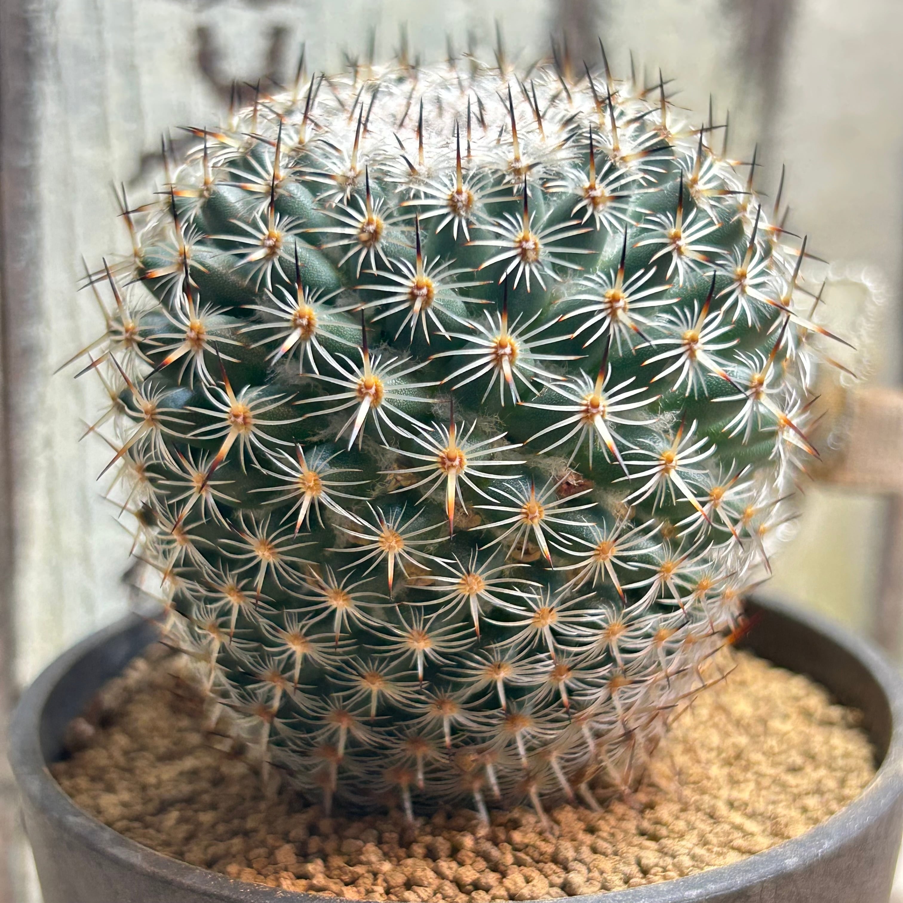 キャンディーグレープ | RuPo 多肉植物専門店