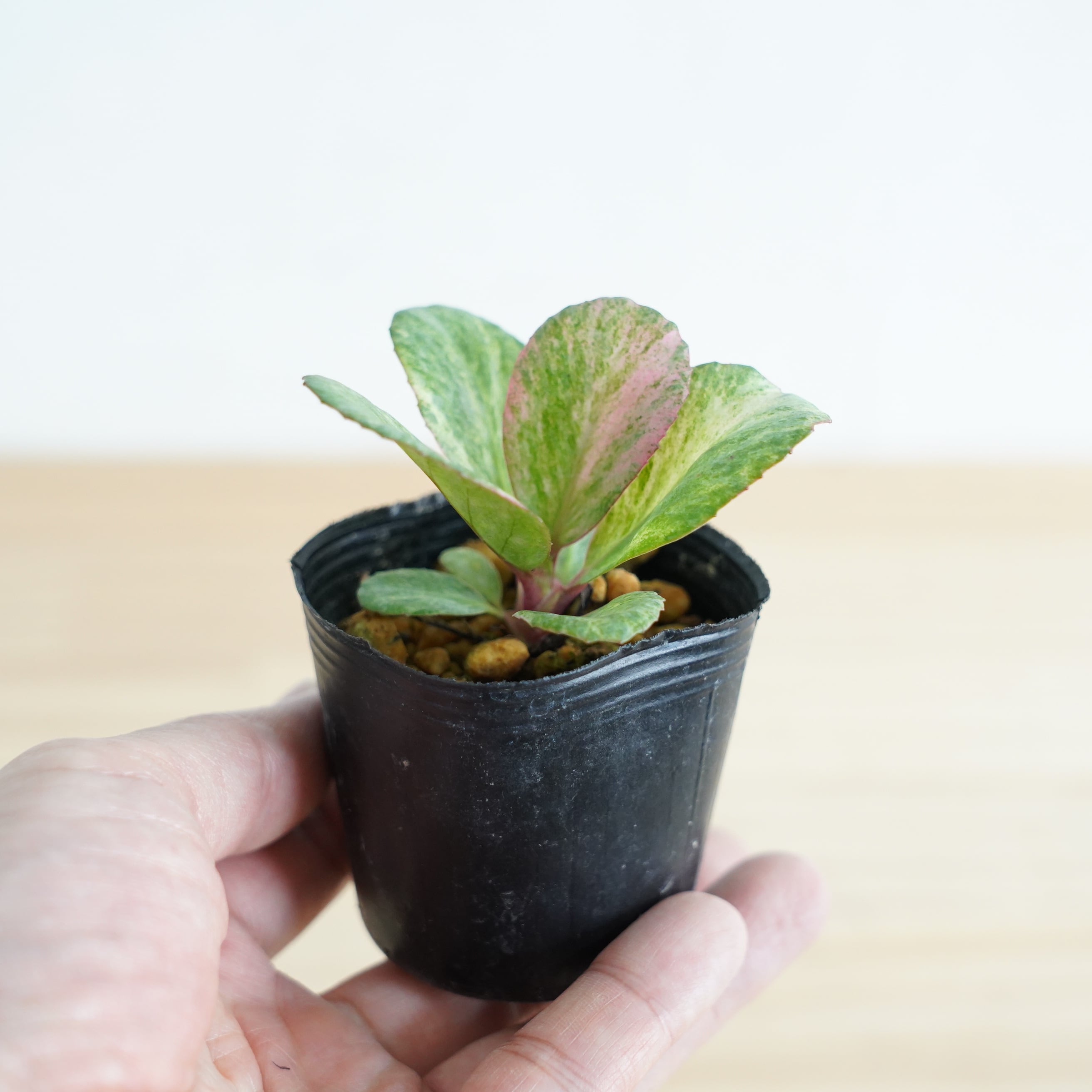 斑入りヒマラヤユキノシタ Bergenia stracheyi｜苔テラリウム作製用