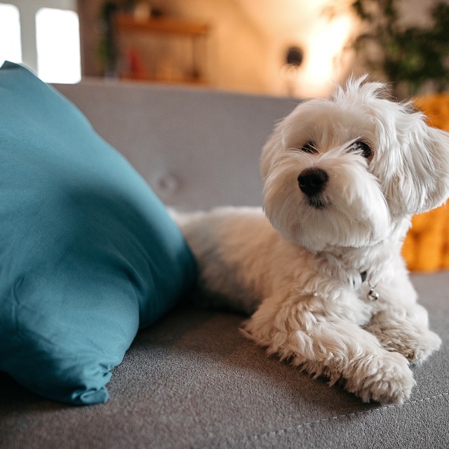 ドリトル クッションカバー 45cm角 ピンク | MORIDEN ONLINE SHOP ドリトル クッションカバー 45cm角 ピンク | MORIDEN ONLINE SHOP