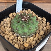【Copiapoa】サボテン　コピアポア　コルムナアルバ　孤竜丸 実生【561】【再撮影】