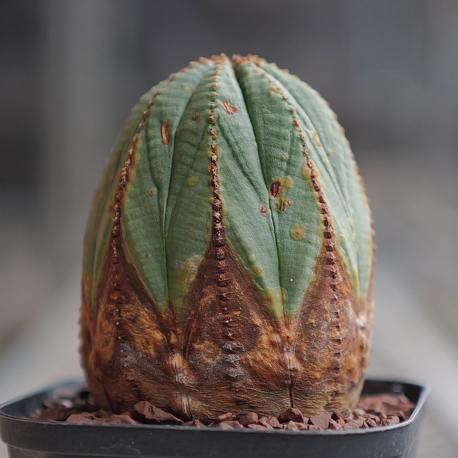 美模様 木質化 オベサ / ユーフォルビア