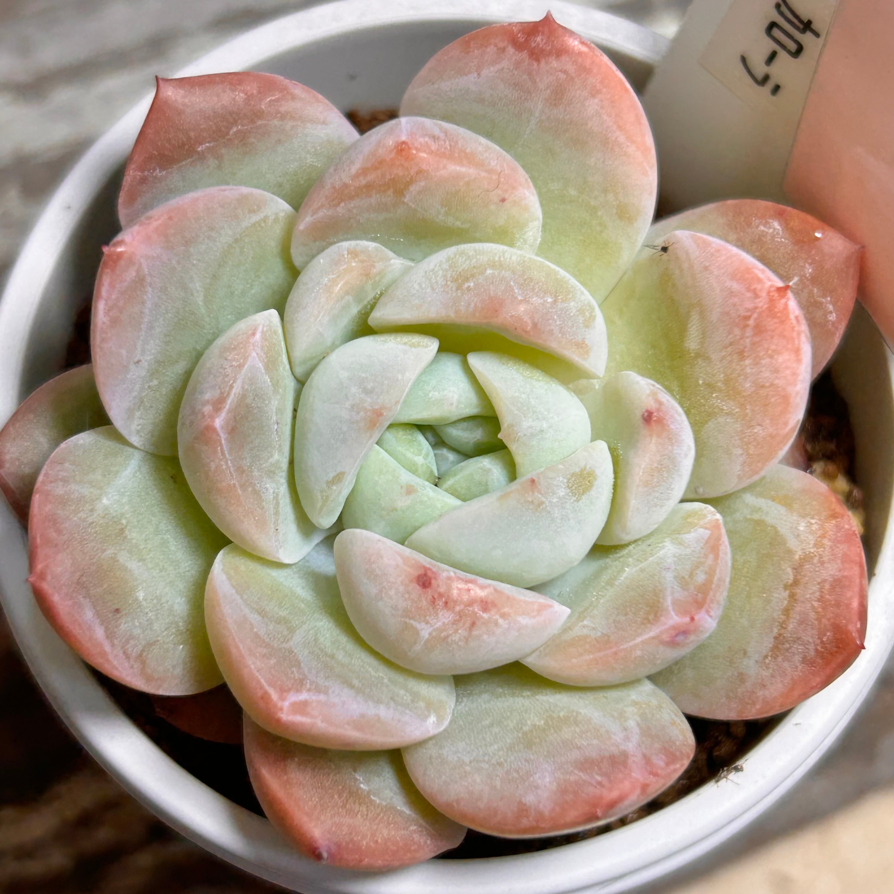 Top【選抜株】多肉植物　13208カローラ　10個　鉢無し/脱土 カローラ | RuPo 多肉植物専門店