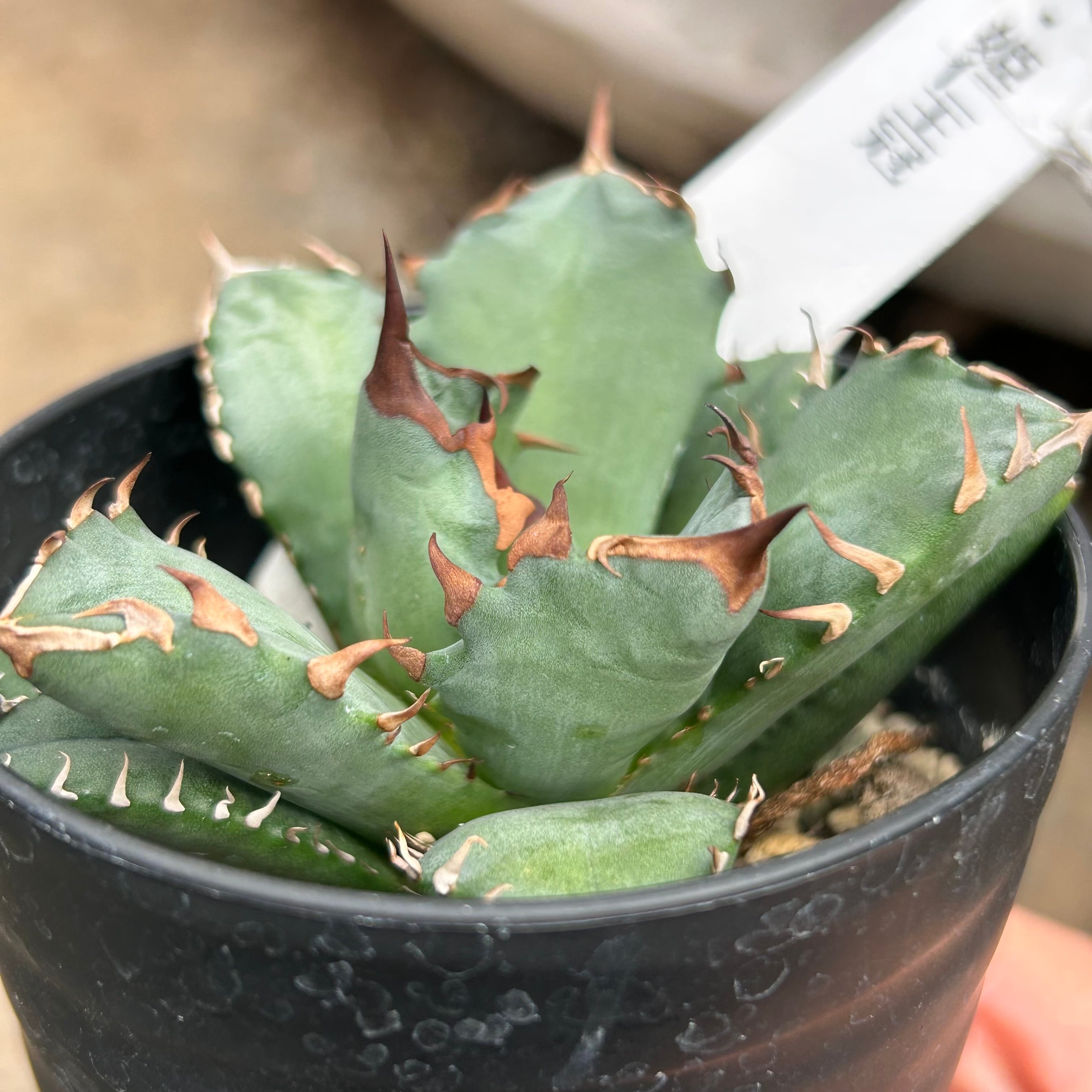 T)アガベ 姫仁王冠 | RuPo 多肉植物専門店