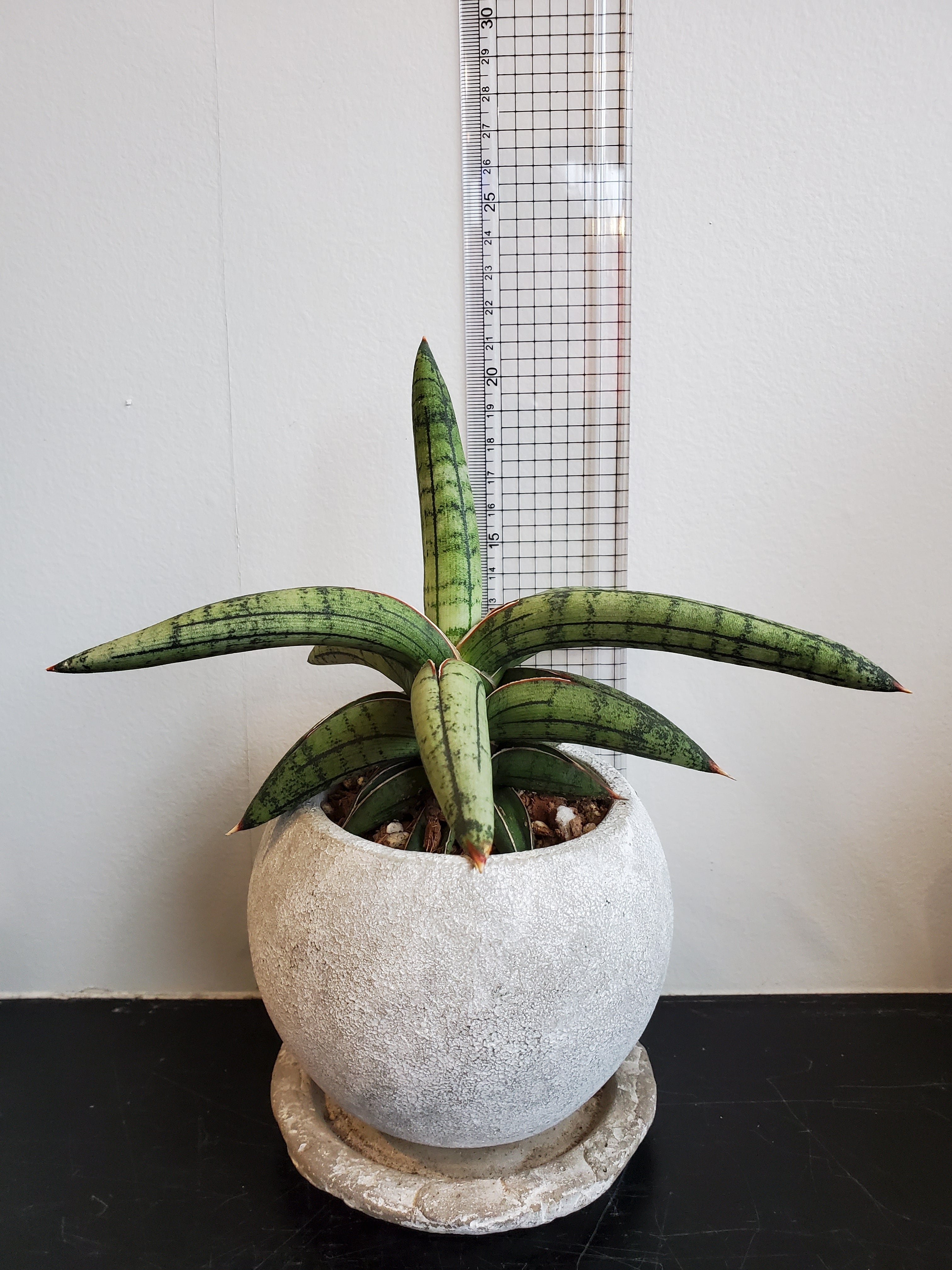 Sansevieria lav1970 Fat SUMO（スモウ）【artPLANTs】サンスベリア
