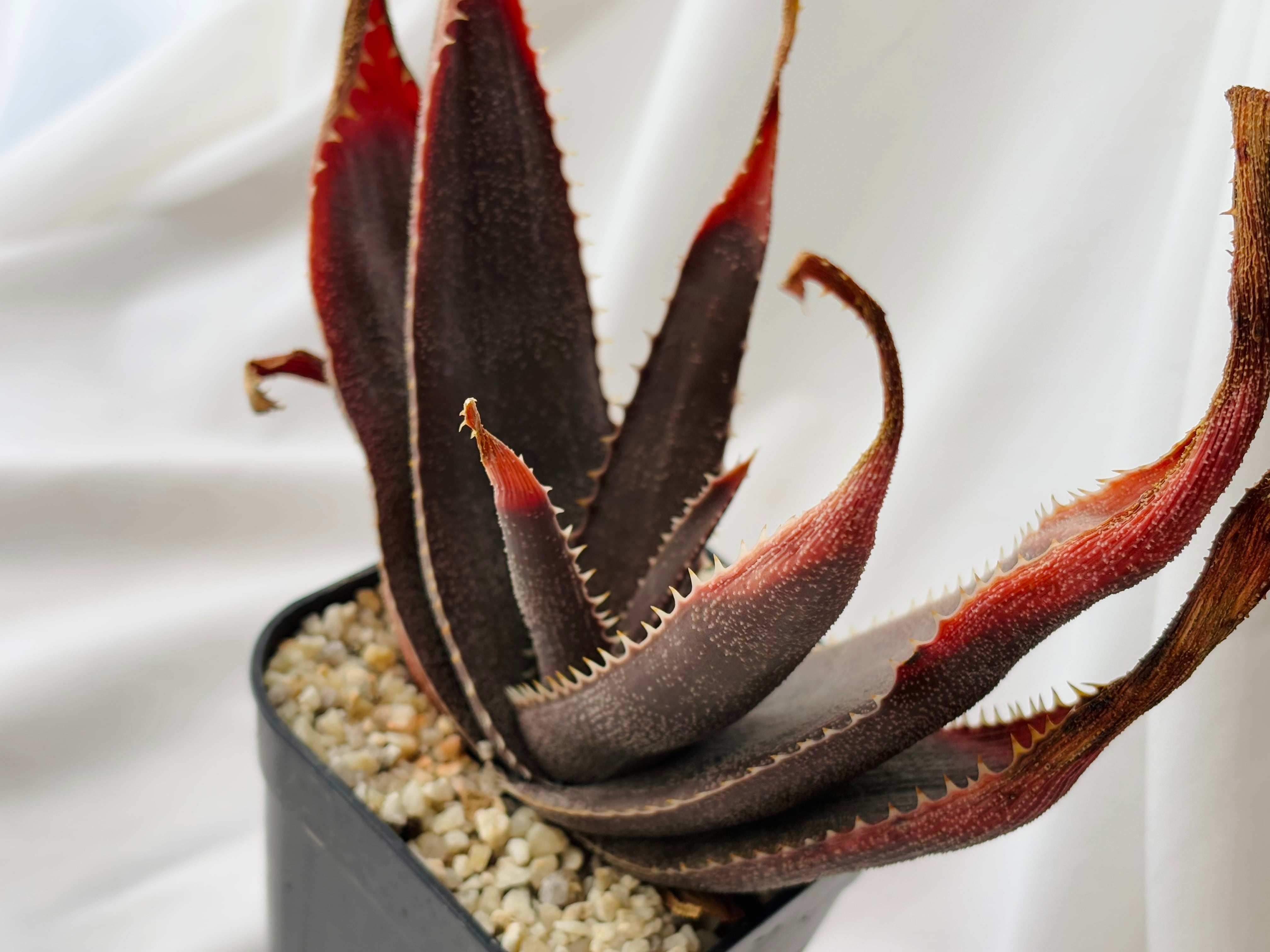 Aloe thorncroftii アロエ ソーンクロフティ 多肉植物 | plants MARU