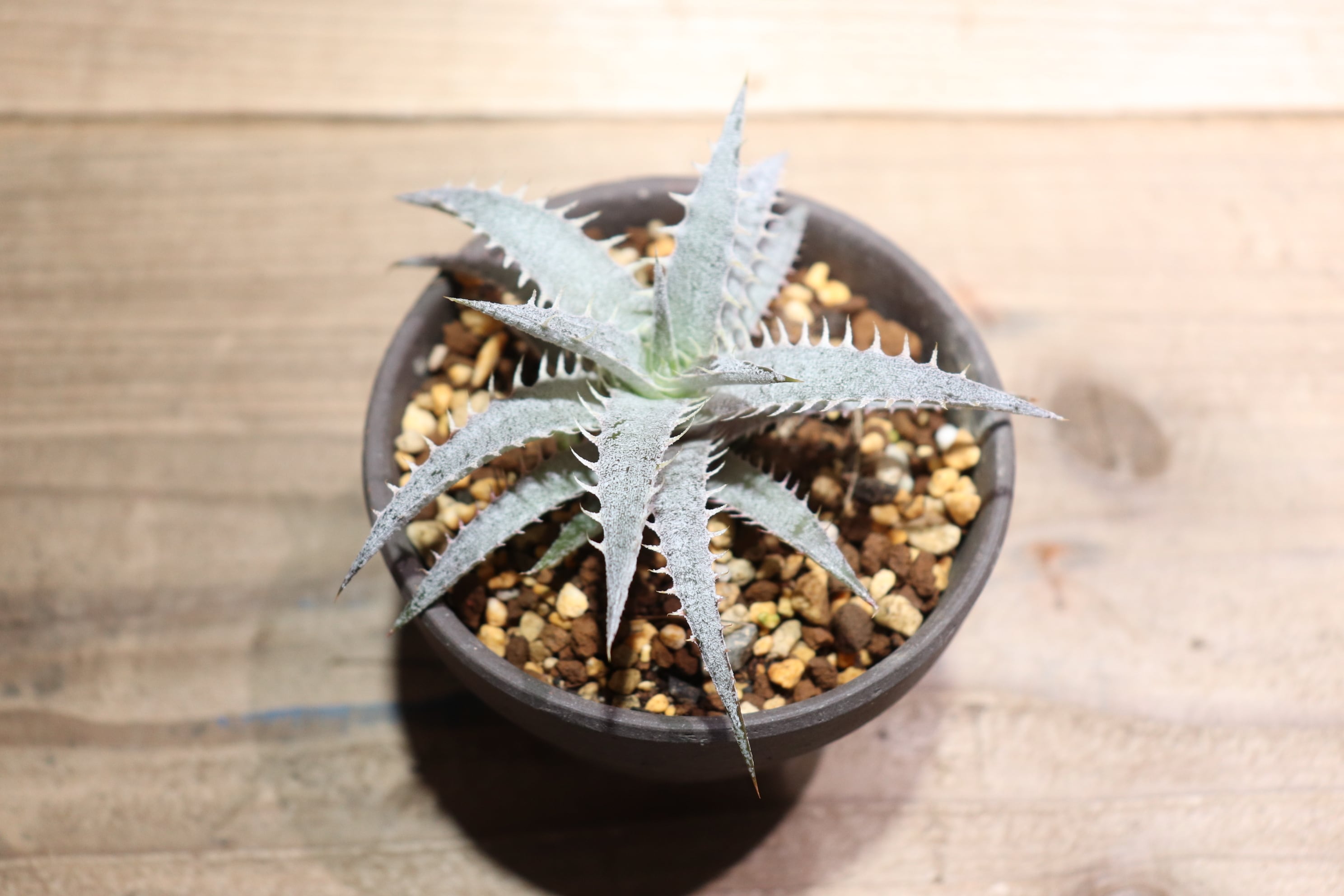 抜き苗送料無料】domfelicianensis x (delicata Rubra x magnifica