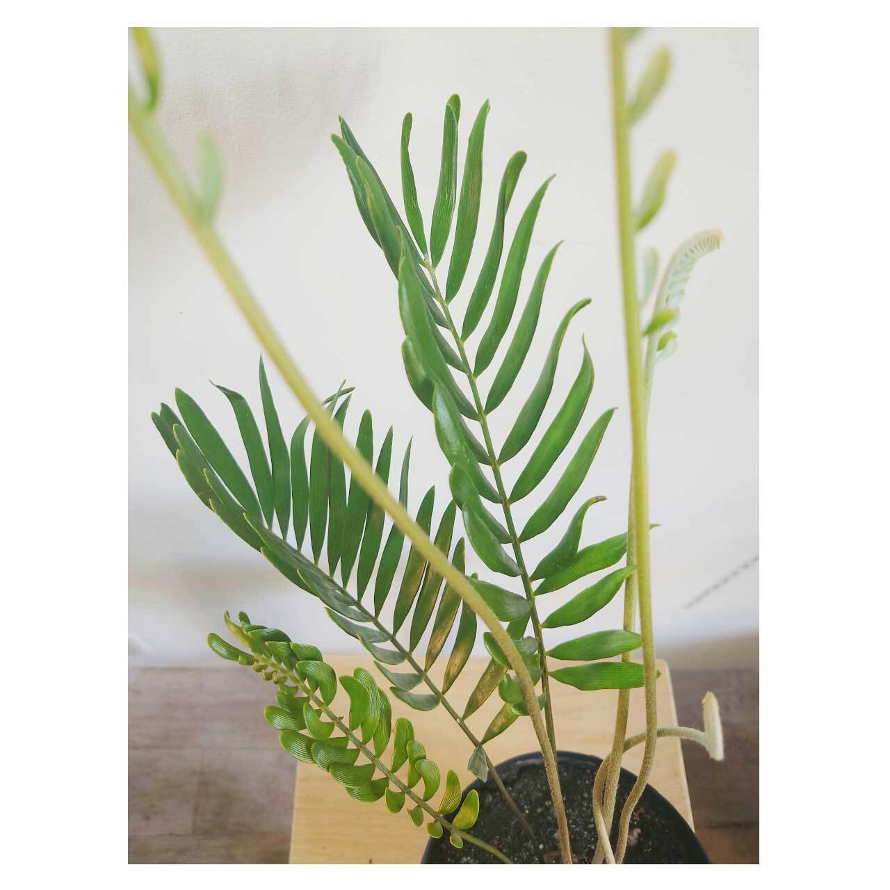 Zamia floridana | Seeding