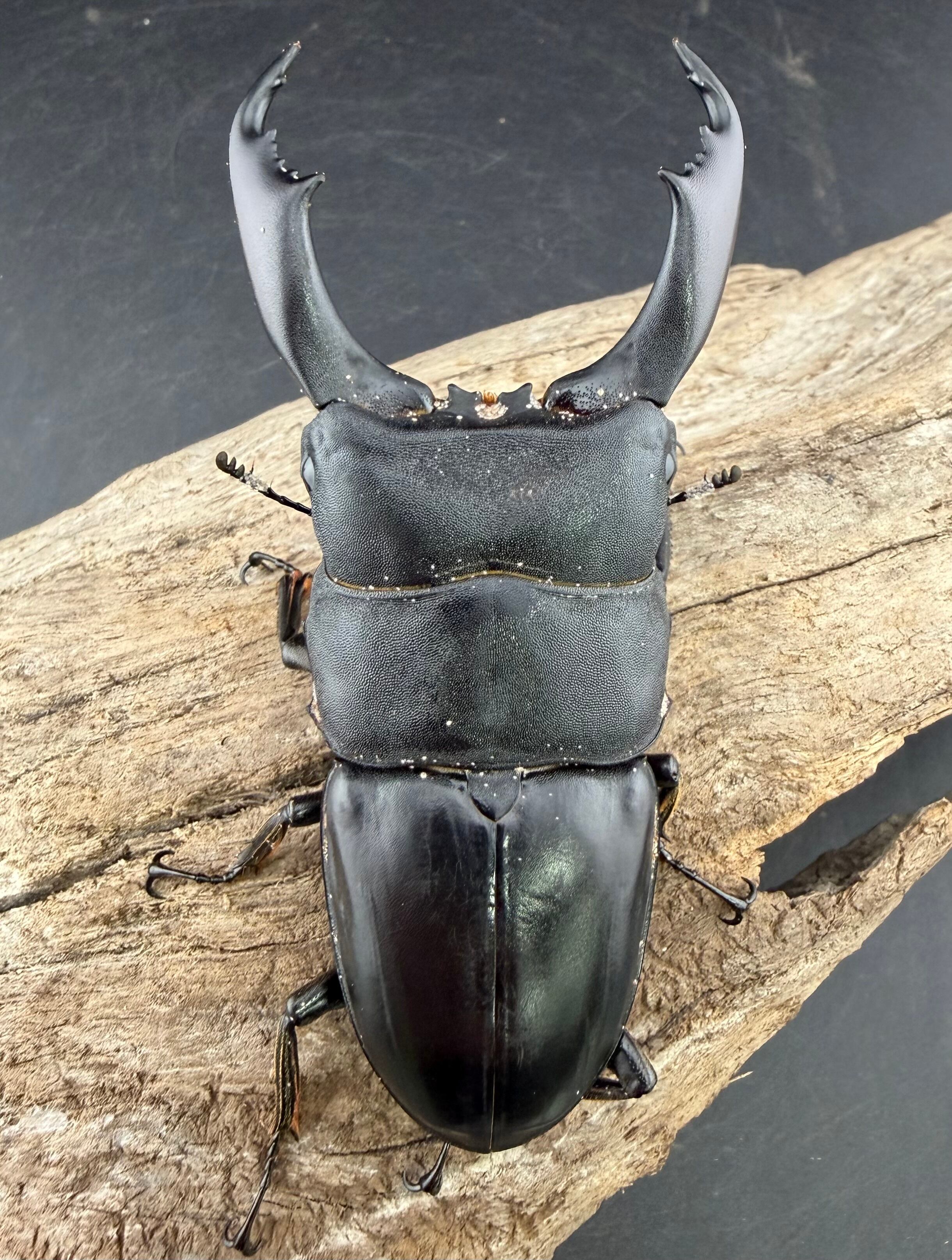 WD】《ブルーダンヒラタクワガタ 90.5mm ペア》 | KPW公式オンライン