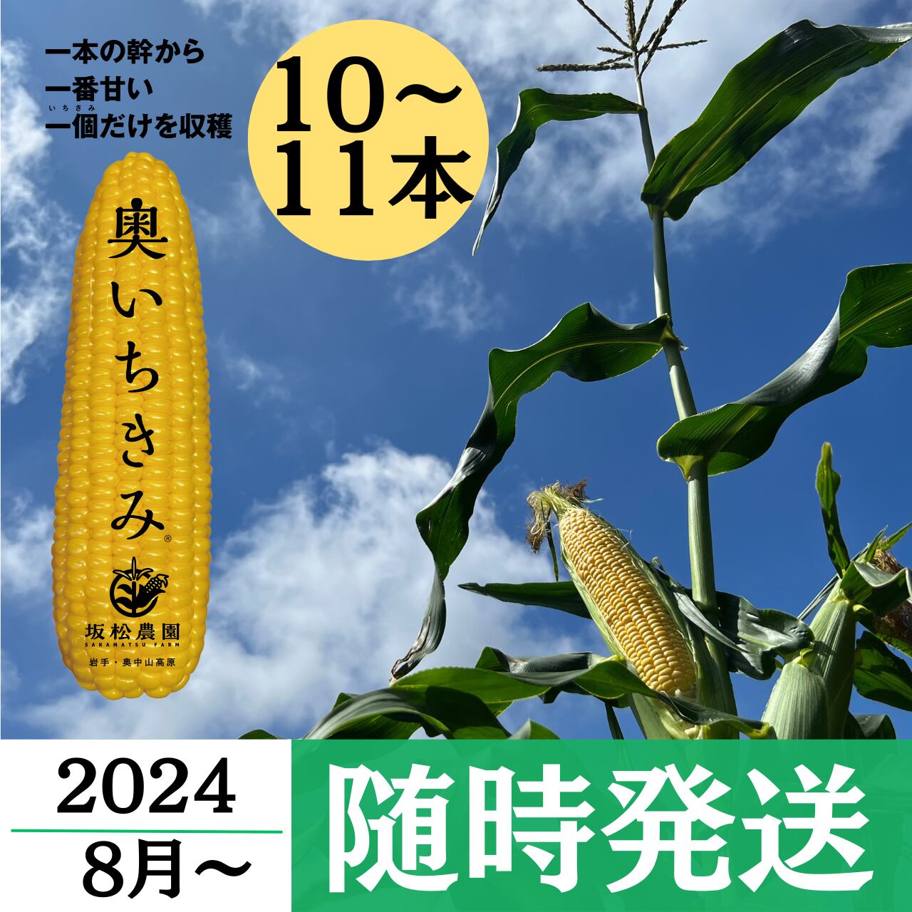 2024年10月北海道 で収穫した 松の実5kg|フルーツ・果実 2024年10月北海道 で収穫した 松の実5kg|フルーツ・果実