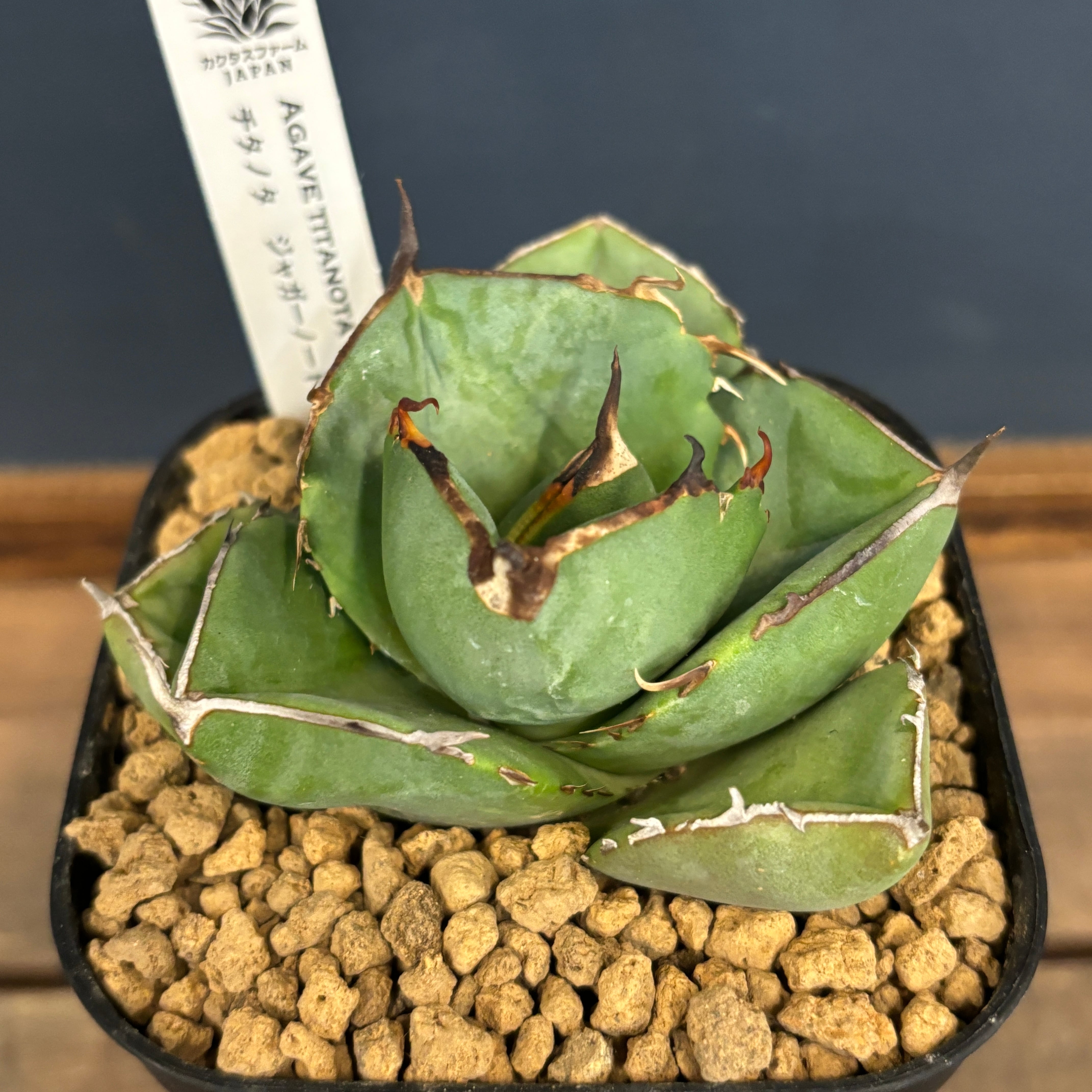 多肉植物 | PROTOLEAF プロトリーフ