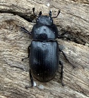 【WD】《ラムリーネブトクワガタ 16.5mm ペア》