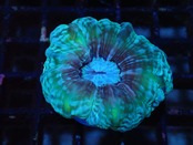 Cynarina Lacrimalis PremiumSize 2