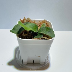 Platycerium veitchii 'No Shield' ビカクシダ・ベイチー ‘ノーシールド’