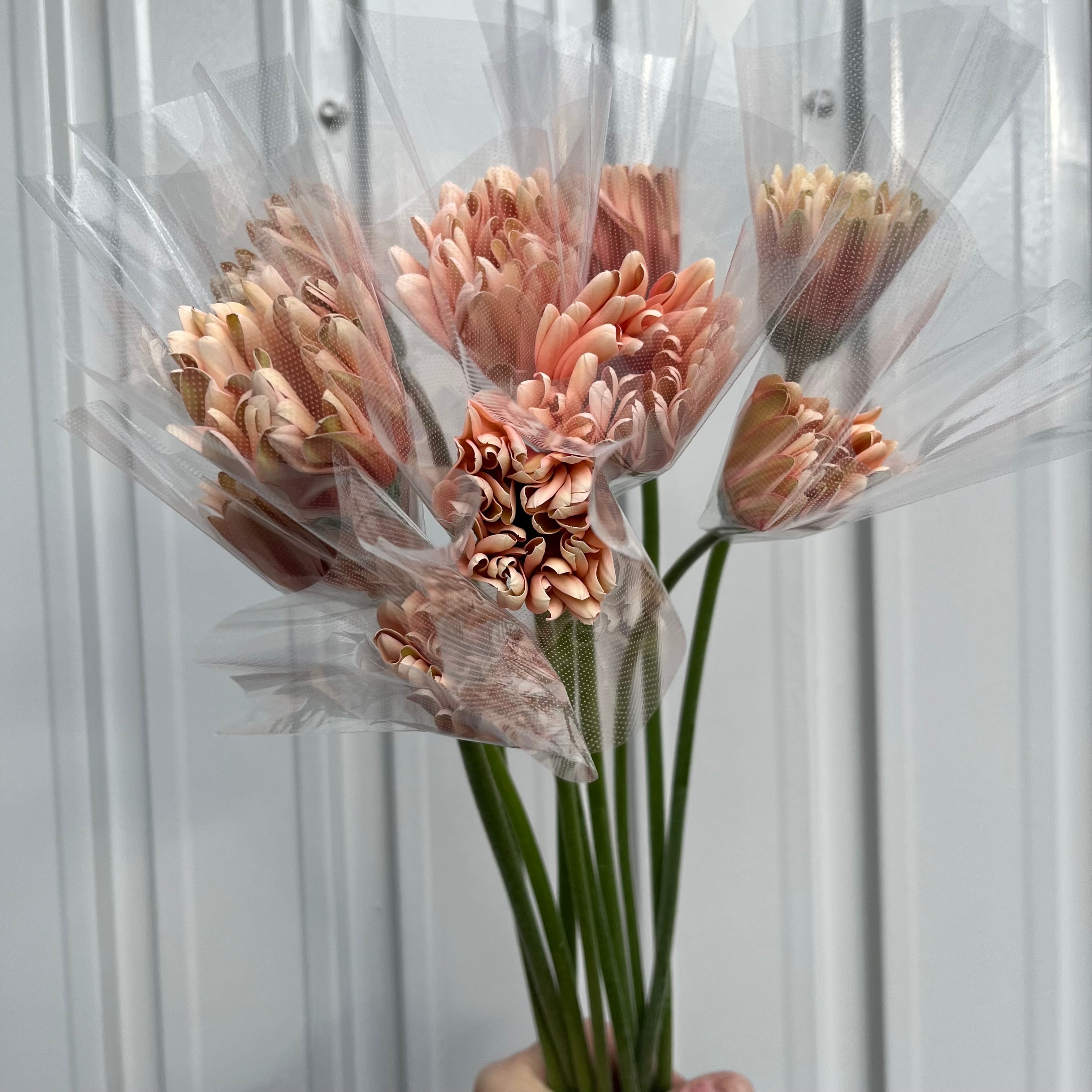 大輪ガーベラ パスタロサート 10本 | 新鮮お花問屋 Jp-Farmers.com