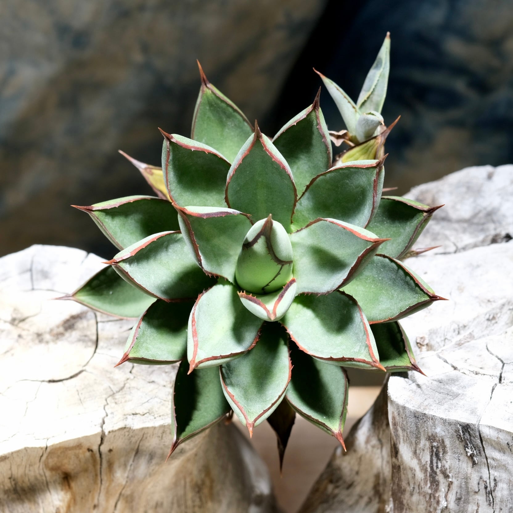 Agave titanota Wabi チェリーボム 13cm(子株付） | wabi