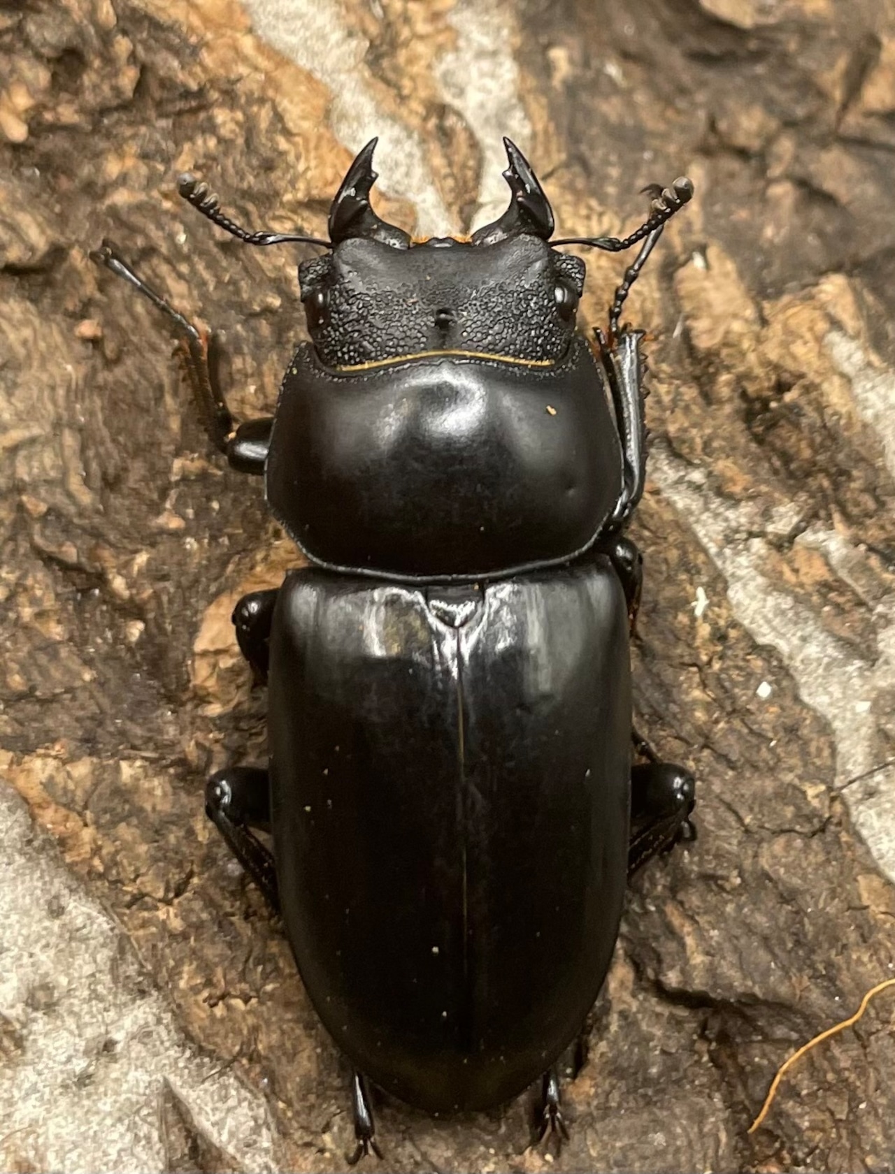 【WD】チベット産《 ネパレンシスssp. 37mm ♀単》