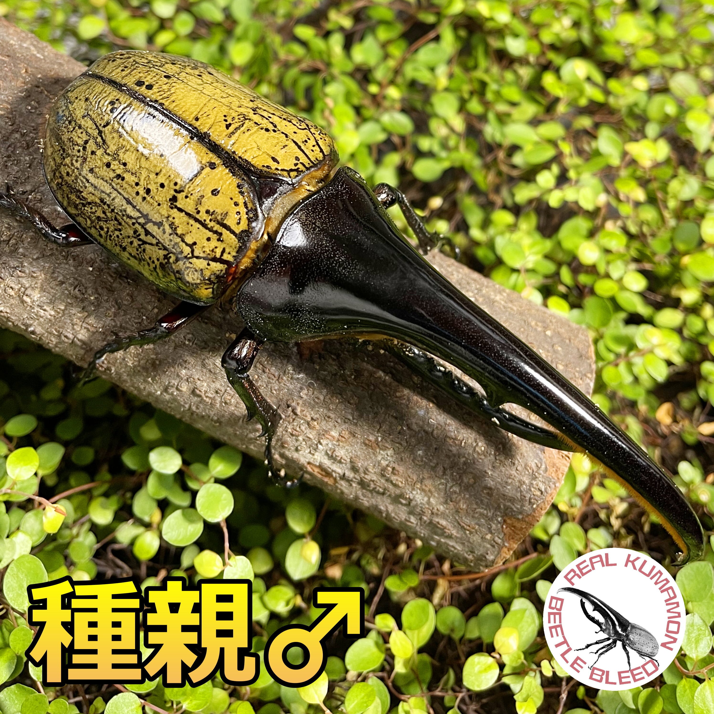 DH ヘラクレス オオカブト 3令幼虫 ♂♀ ペア 種親♂156mm DH ヘラクレス オオカブト 3令幼虫 ♂♀ ペア 種親♂156mm
