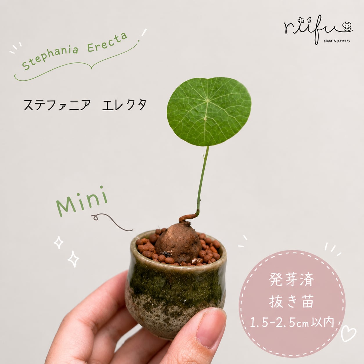 ♡抜き苗♡〚ミニサイズ♡ステファニア エレクタ〛Stephania Erecta