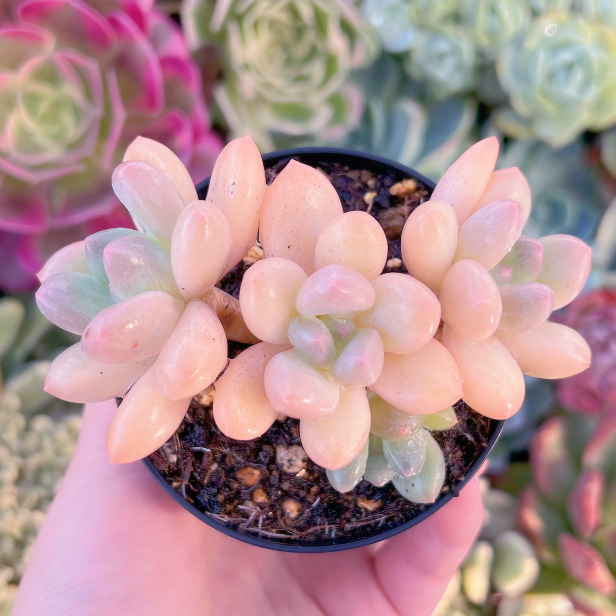 現品　ベビースイート#820　群生　るる農園