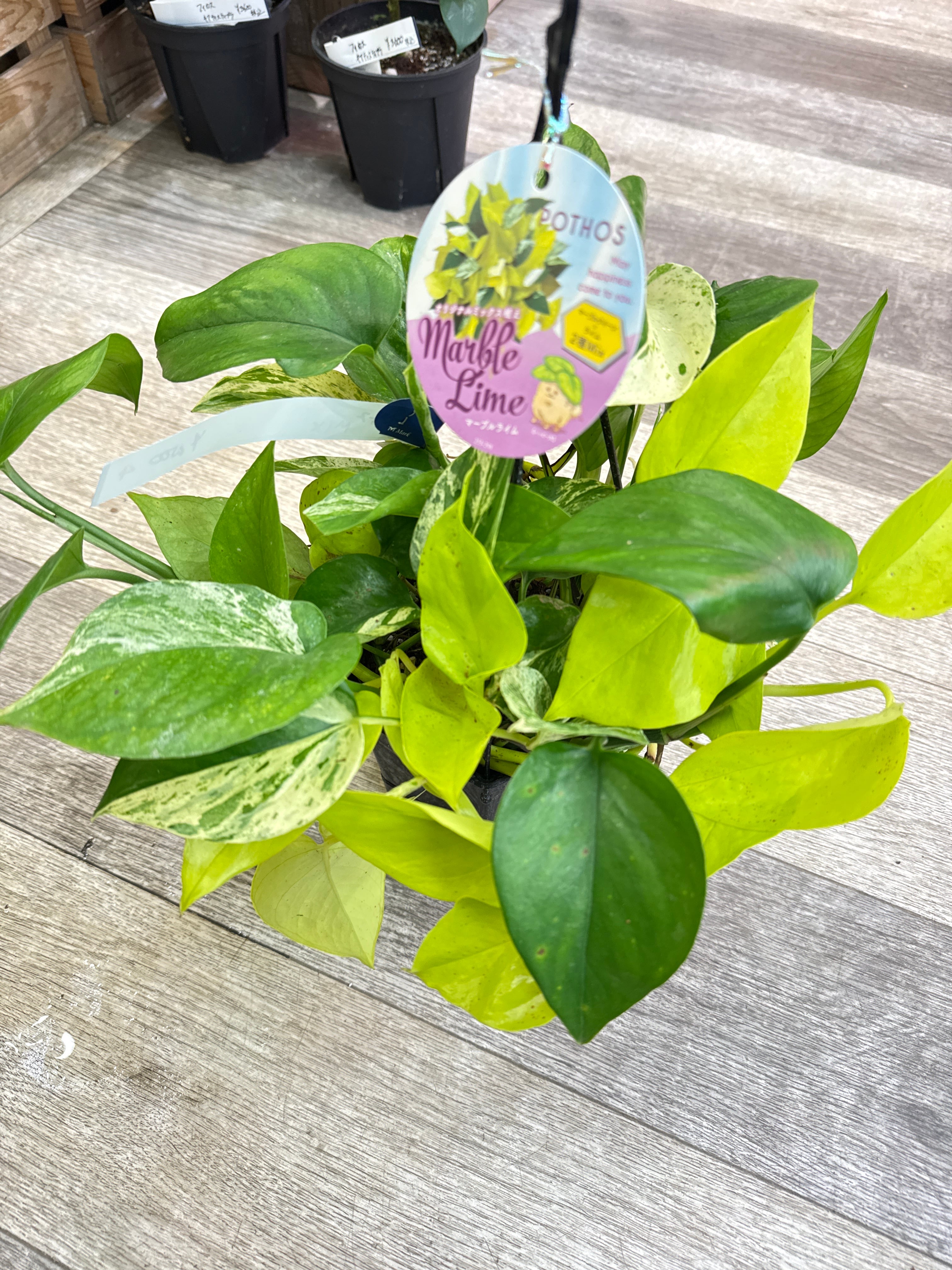 ④ ポトス mix 'marble Lime' | Gardenえん 【観葉熱帯植物】