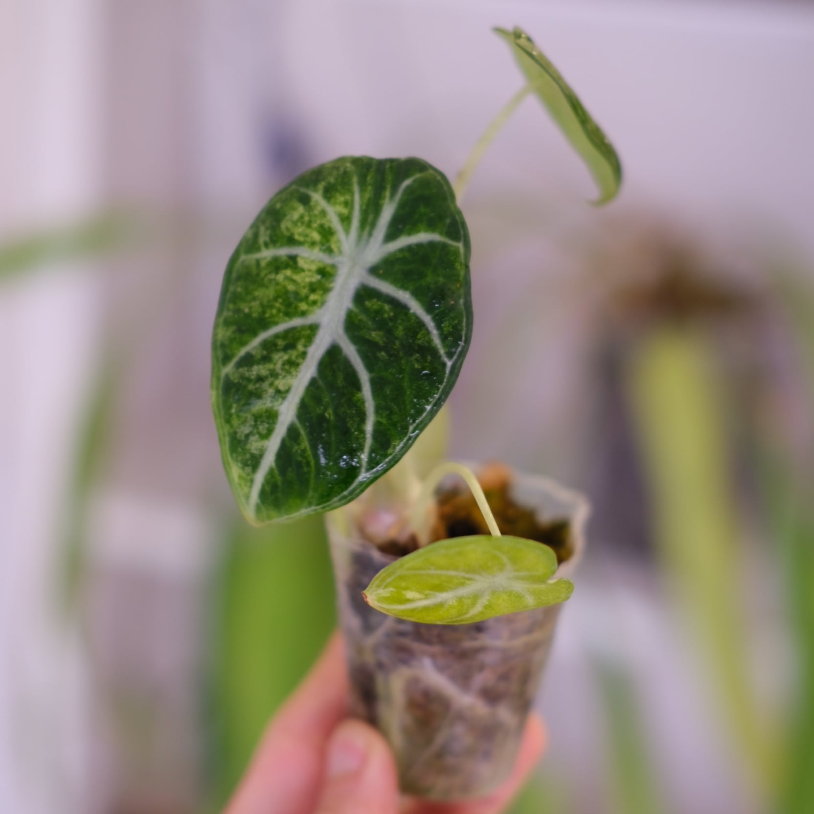 Alocasia Ninja Tricolor│アロカシア ニンジャ 斑入④│観葉植物