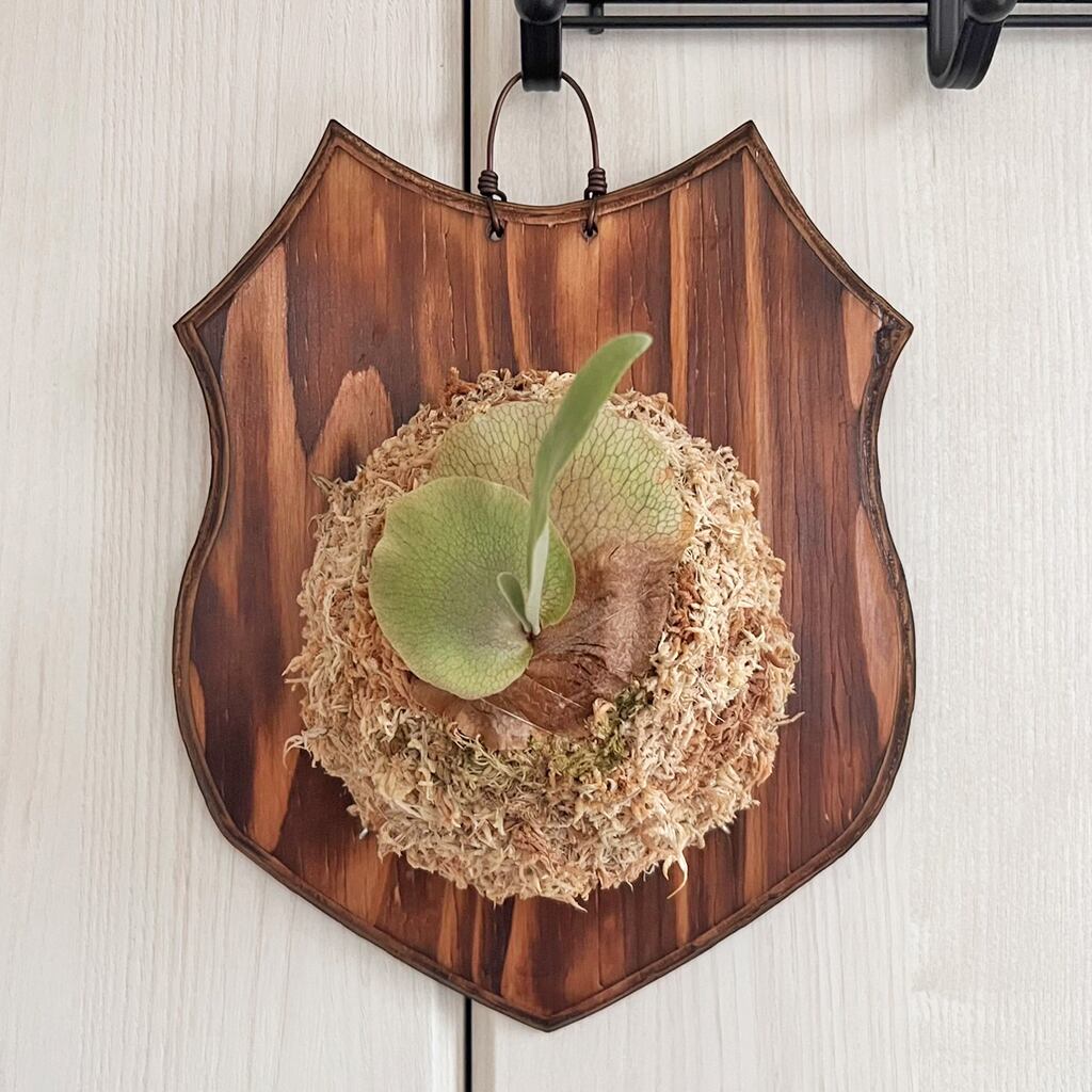 E-1 株分け子株 ビカクシダ 白ビフ コウモリラン コルク 【公式通販】