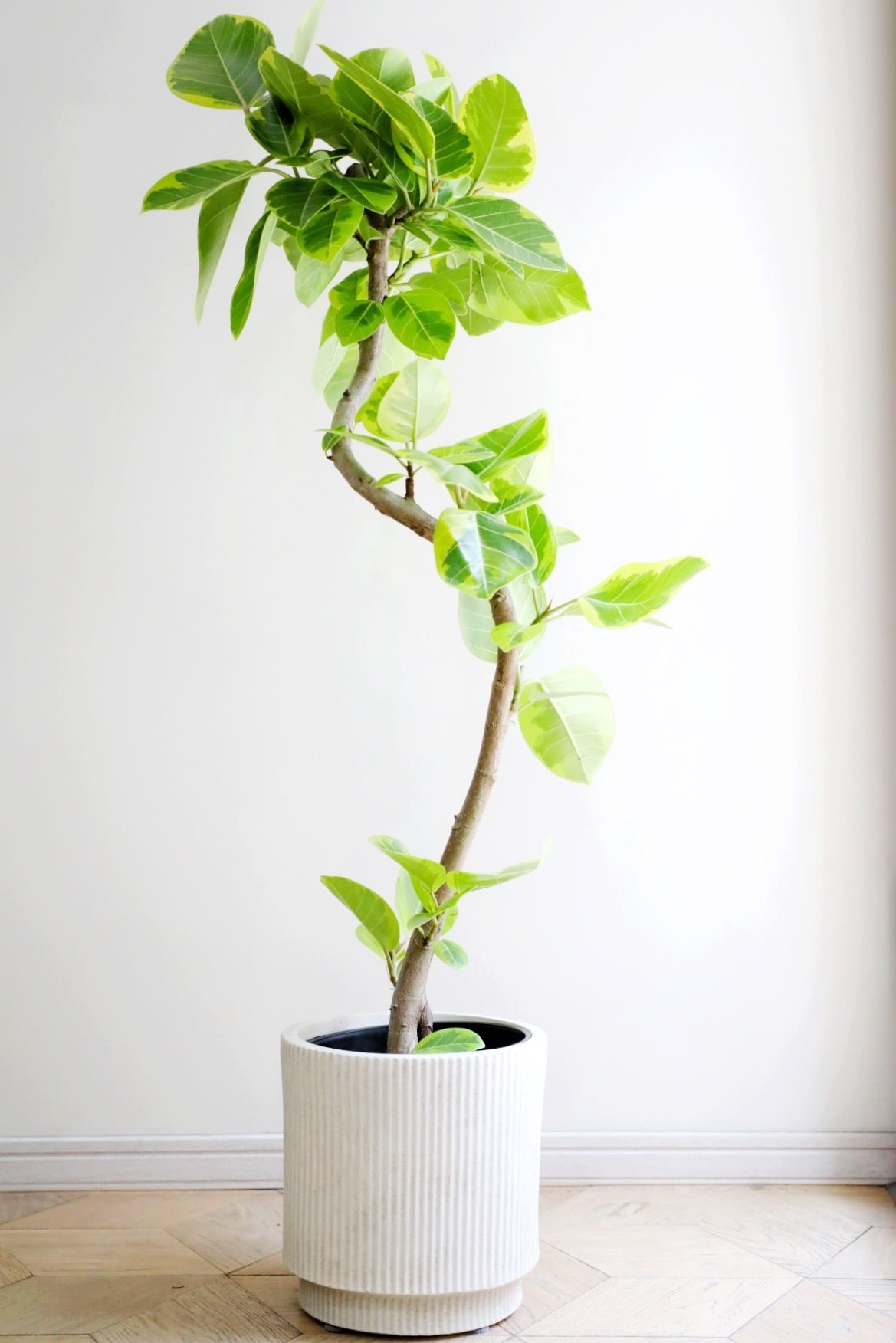 L】フィカス アルテシマ/Ficus Altissima | 【厳選植物・器】MIDORI