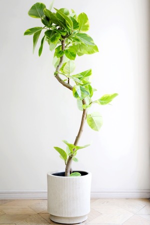 【L】フィカス アルテシマ/Ficus Altissima