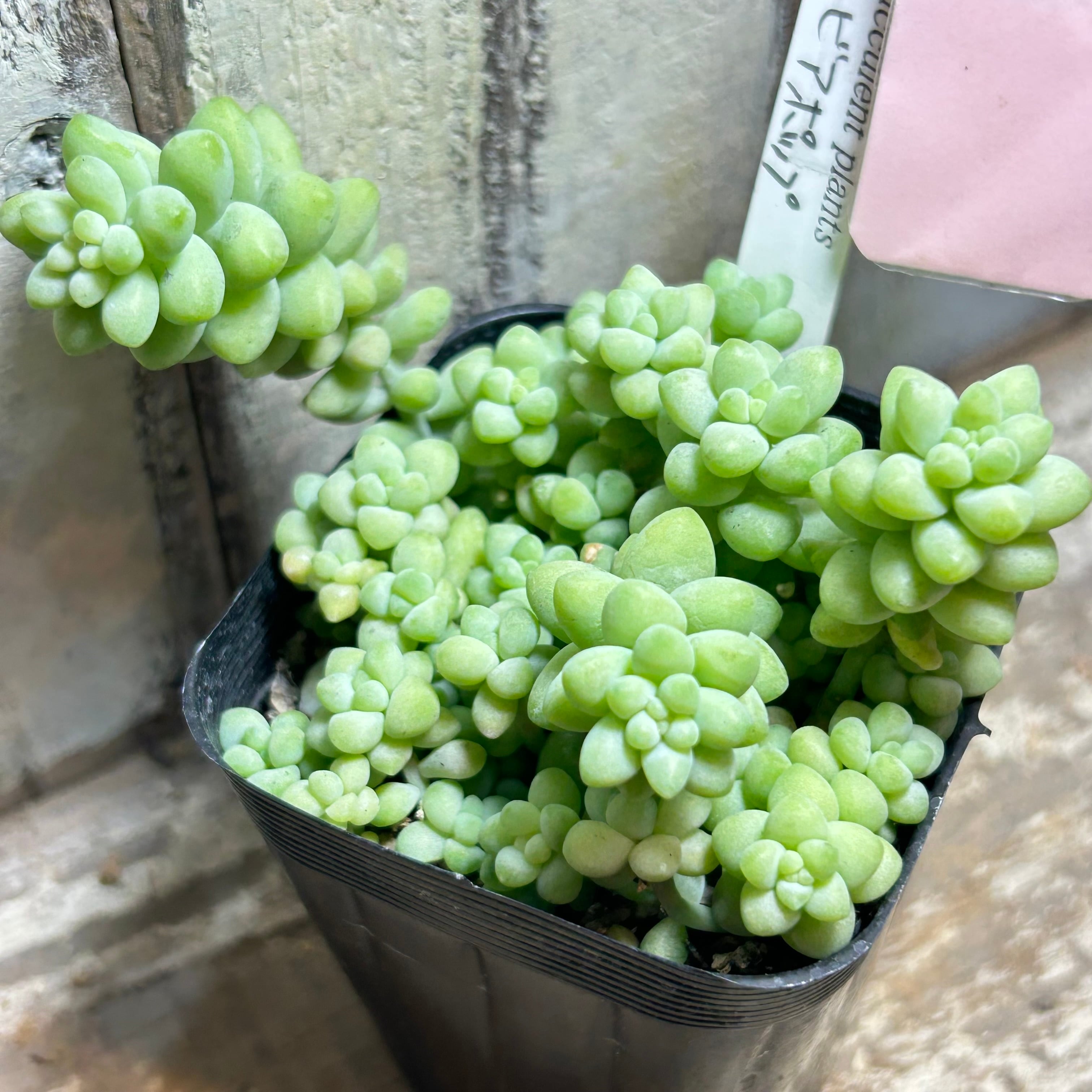 H)ビアポップ(新玉つづり) | RuPo 多肉植物専門店