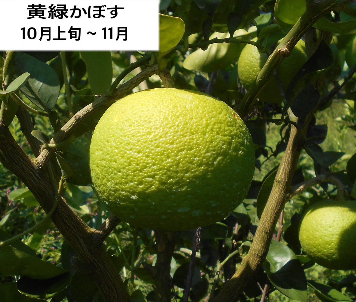 お徳用・訳あり品】超便利な種無しかぼす約4kg | 大分宇佐かぼす