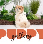 【PUPPYGALLERY公式】Bear Cooling T-shirt　M-XL