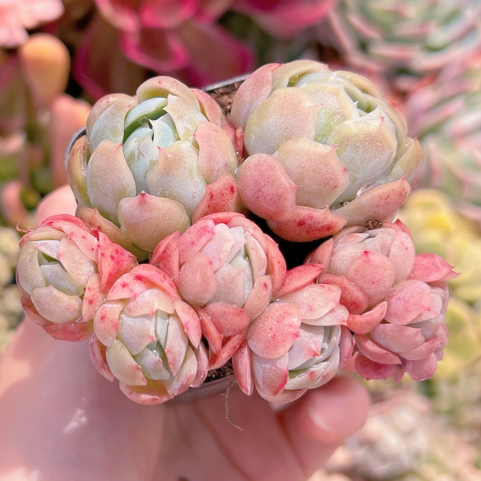 現品　クリームベリー#904　るる農園