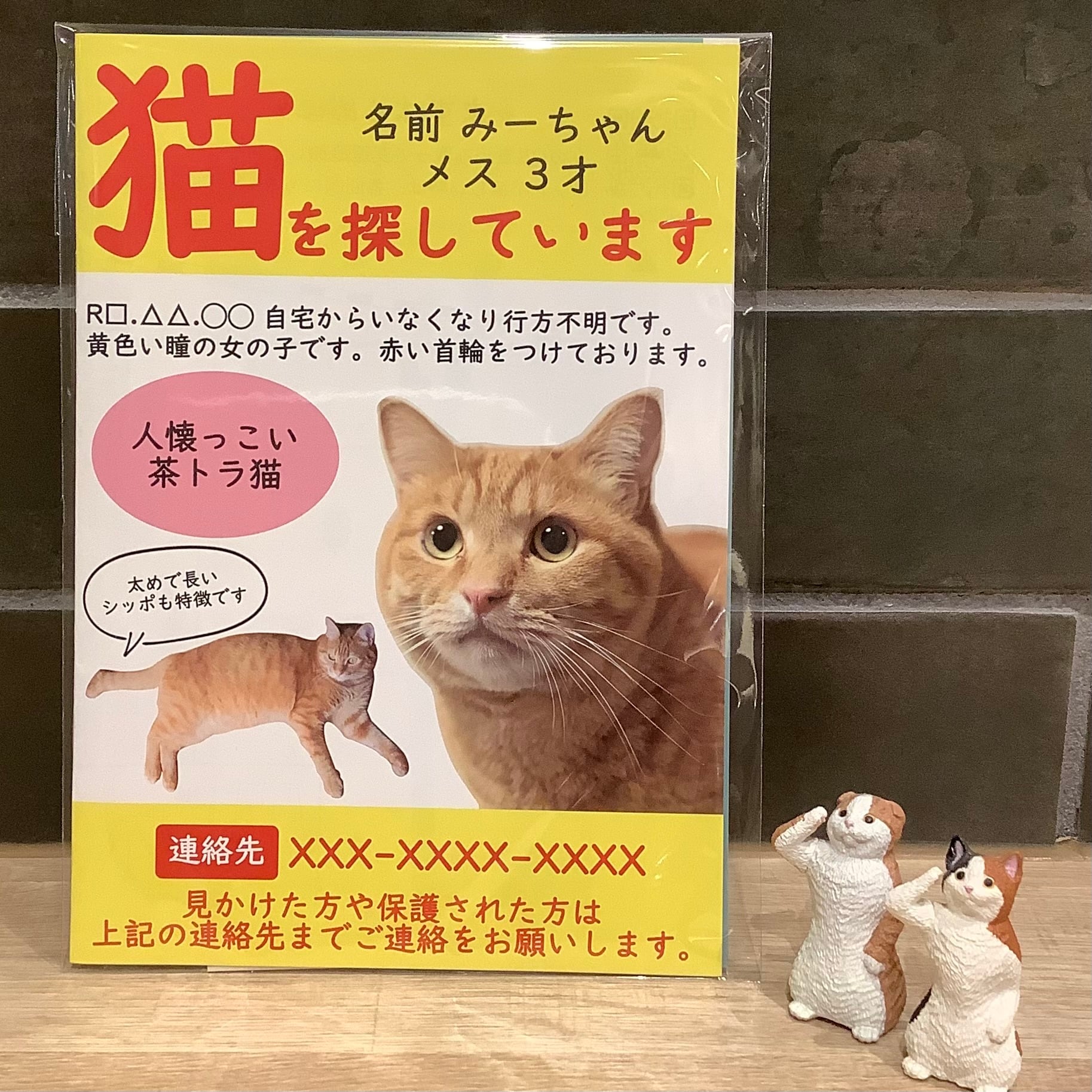 猫を探しています