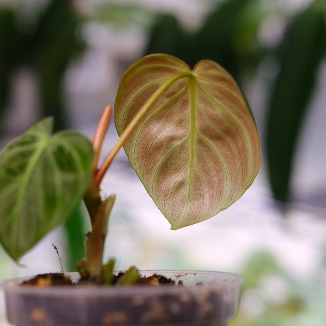 フィロデンドロン エルチョコレッド / Philodendron rubrijuvenile "El Choco Red"② / 観葉植物<育て方・花言葉>
