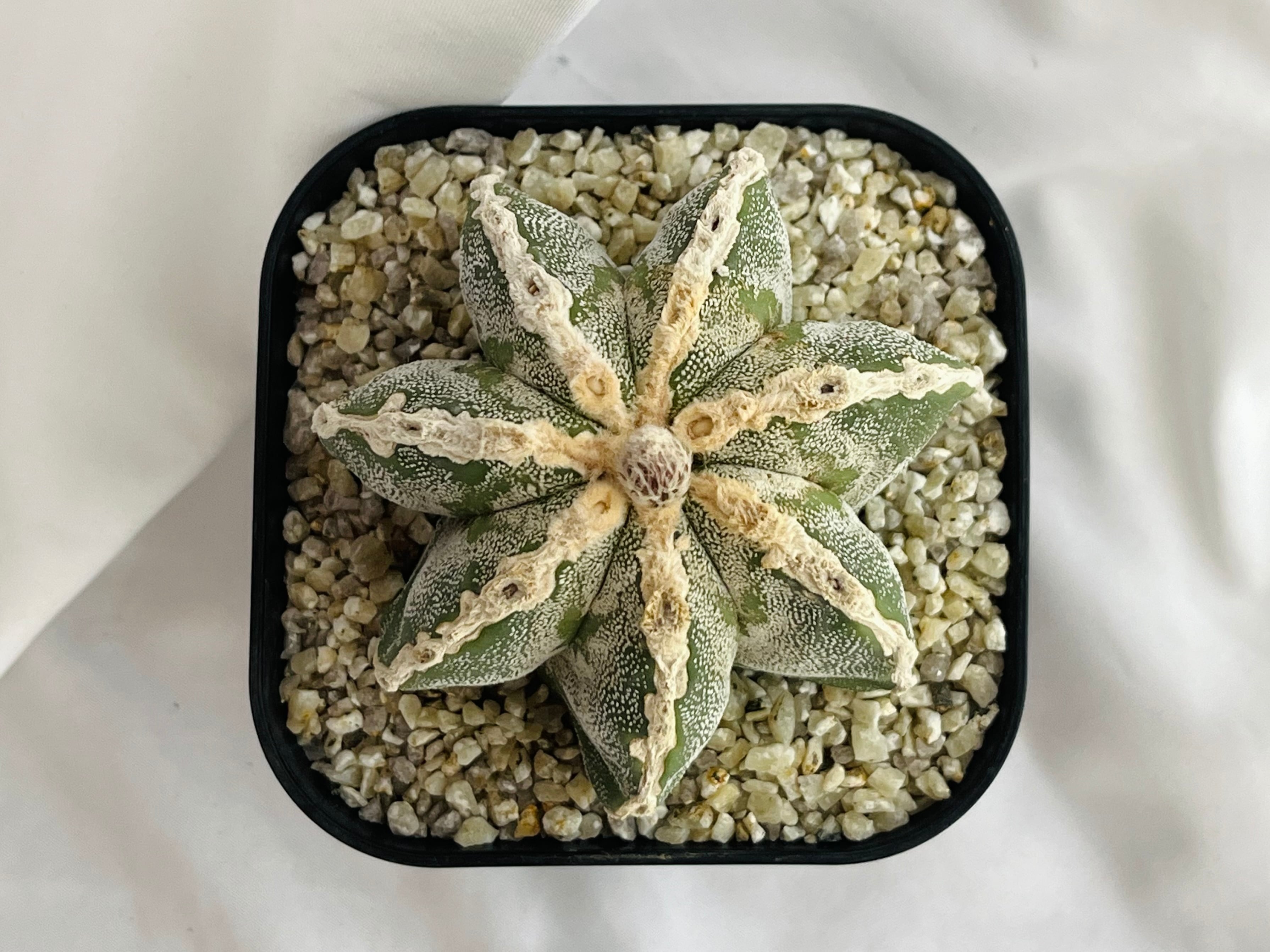 Astrophytum myriostigma アストロフィツム 白条ランポー玉 鸞鳳玉