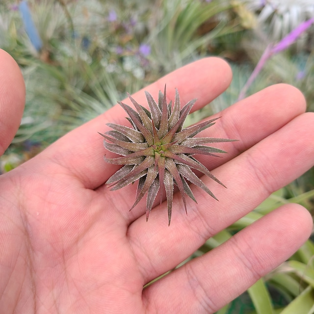 Tillandsia ionantha ’Ron’