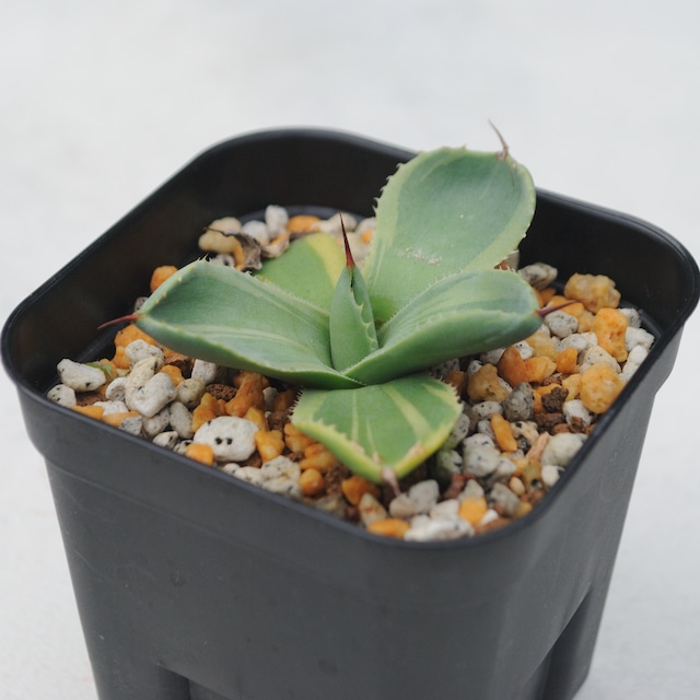 アガベ パリー トランカータ ライムストリーク No.1