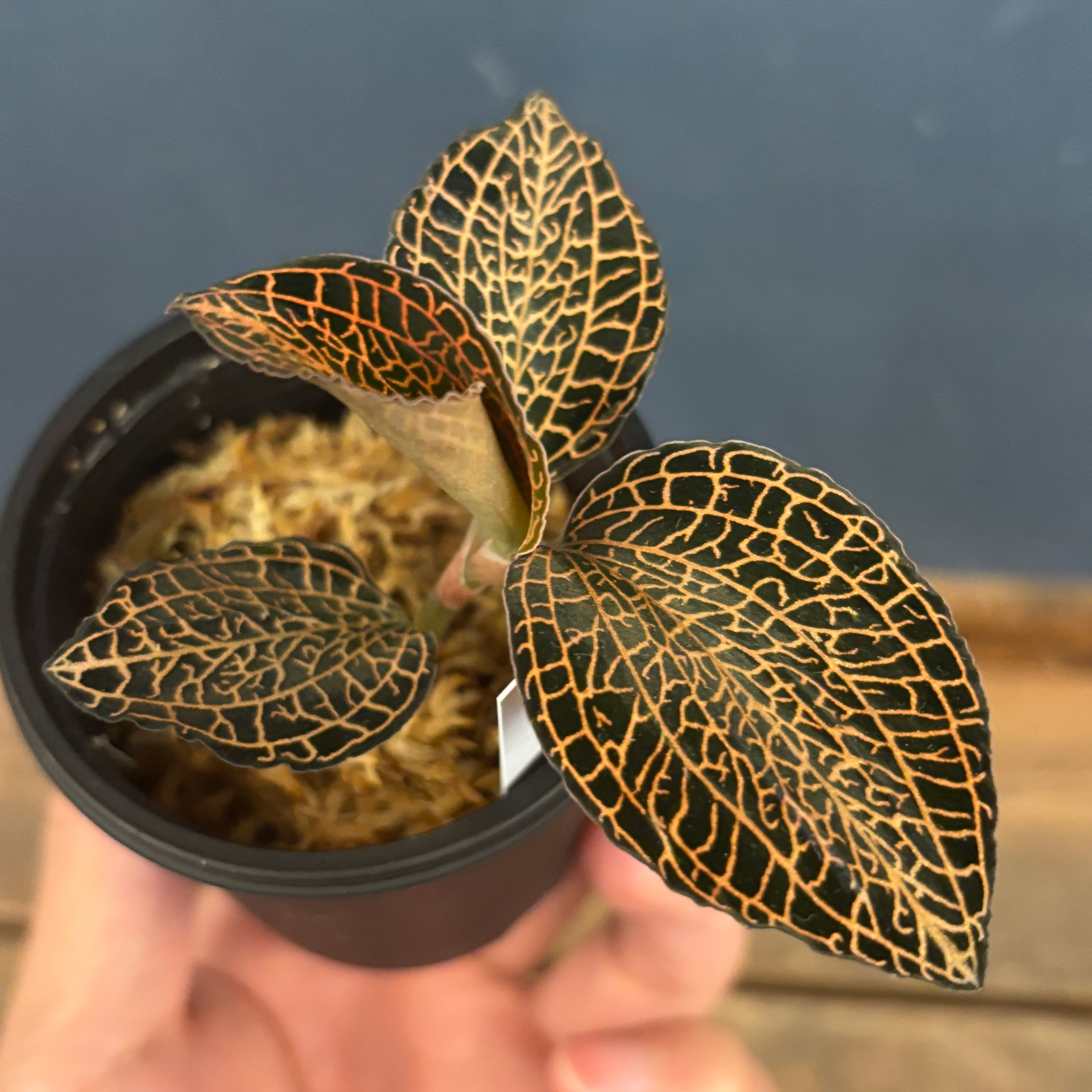 ジュエルオーキッド アネクトキルス sp Rose Gold【651】 | PROTOLEAF