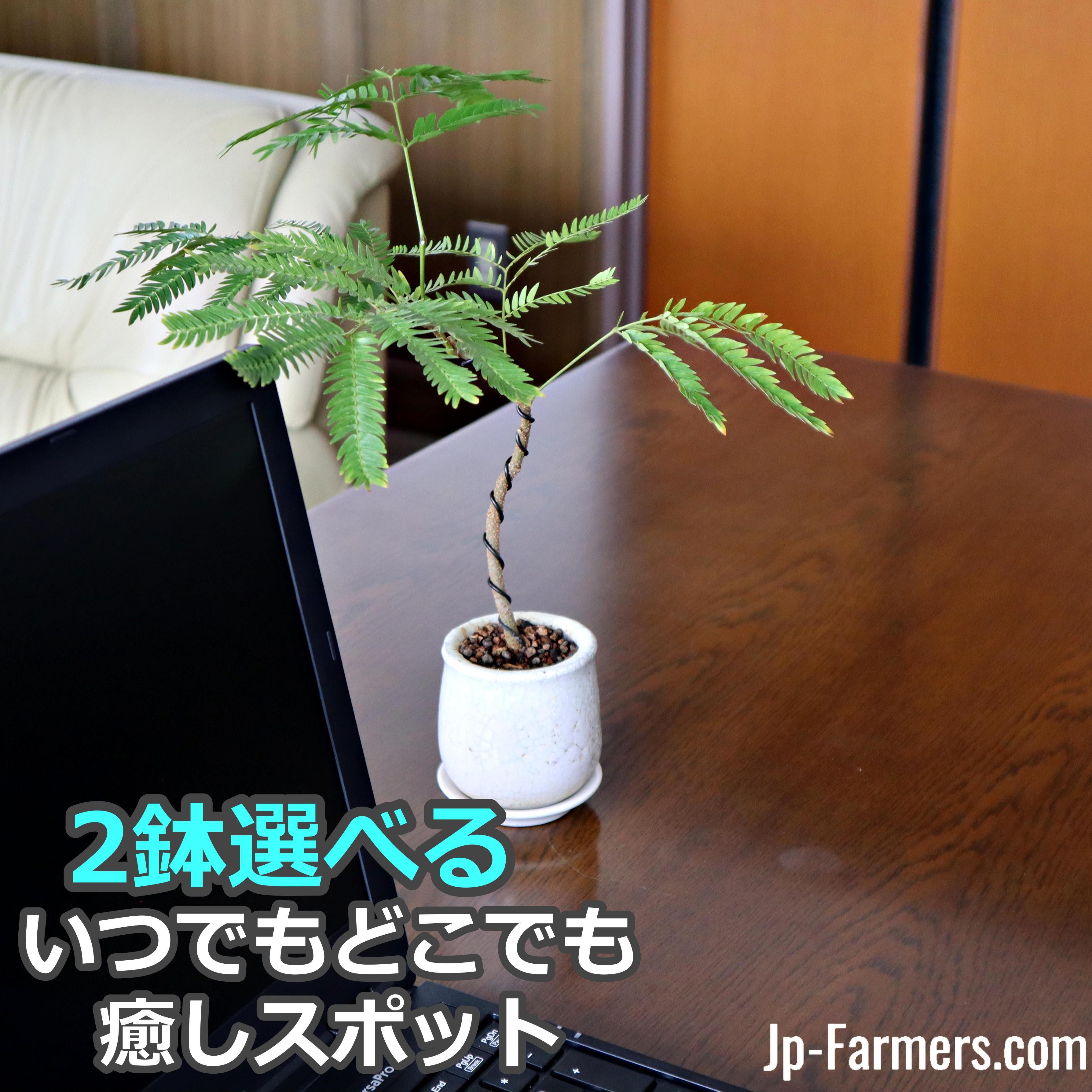 いい出会いを引き寄せる　エバーフレッシュ　観葉植物