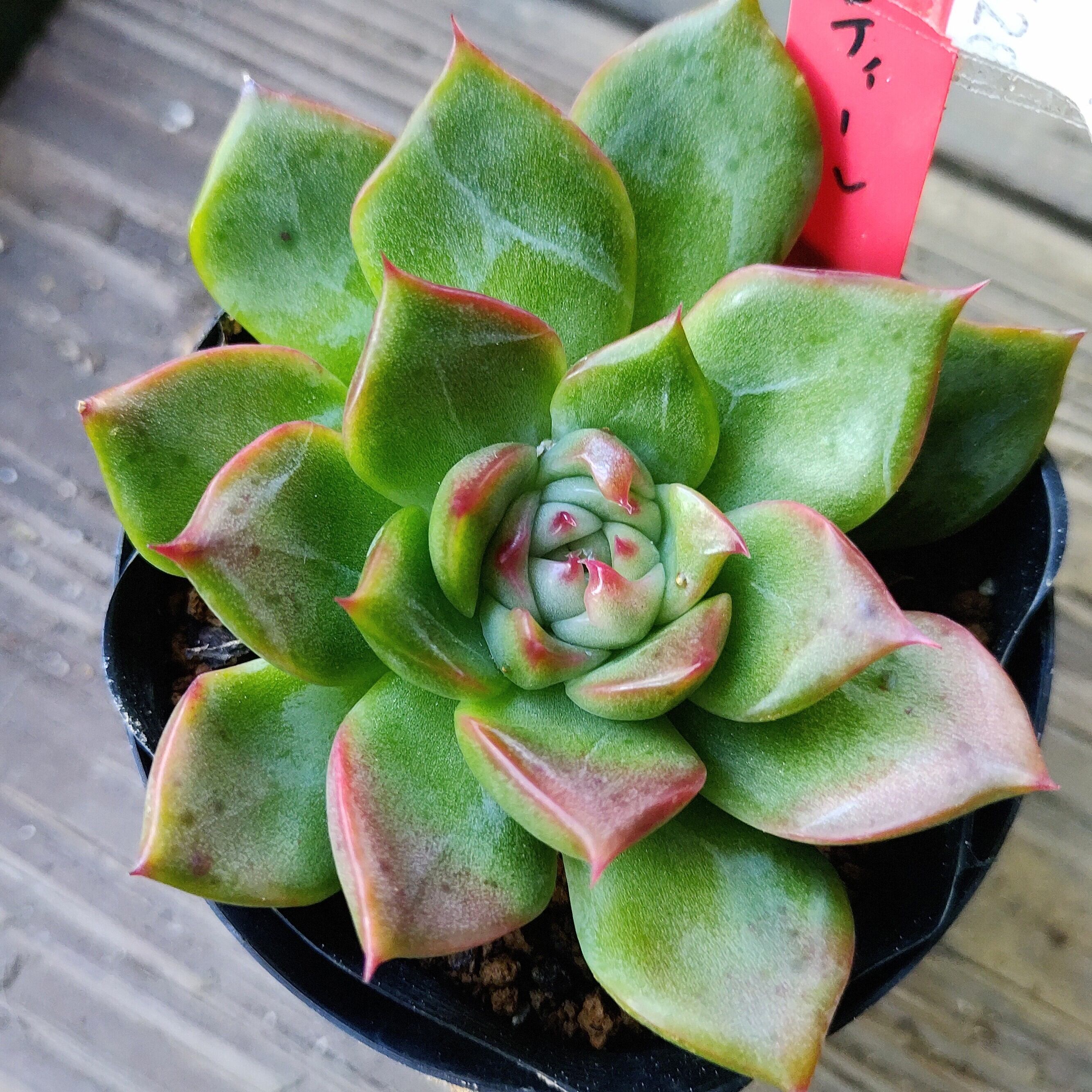 上海ローズ センペルビューム | RuPo 多肉植物専門店