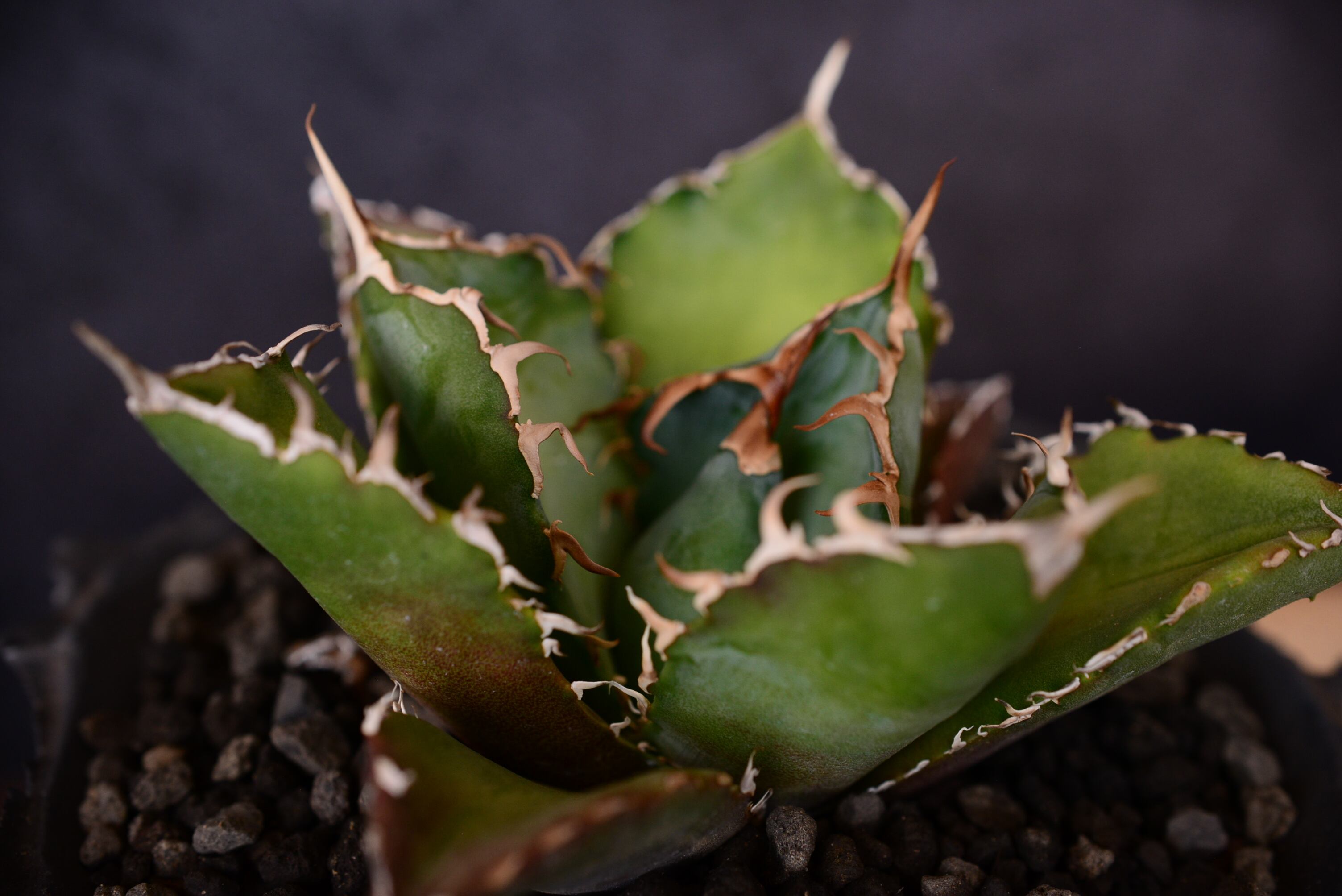 アガベ チタノタ 白鯨 ×「一点物 Crater Black 」 カタチ製作所 植込鉢