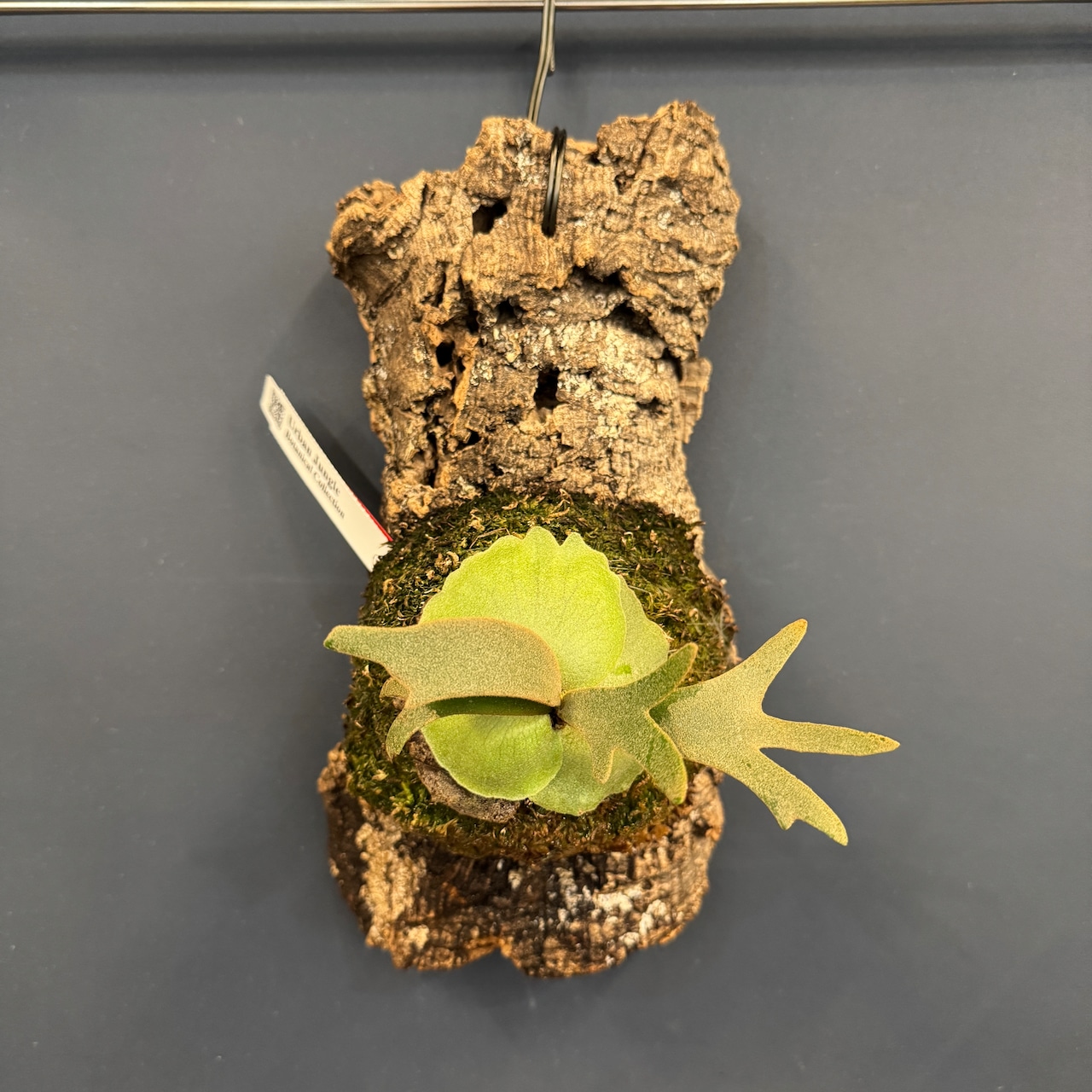 ビカクシダ ジェイドガール P. willinckii 'Jade Girl' spore 板付け(コルク)【1080】