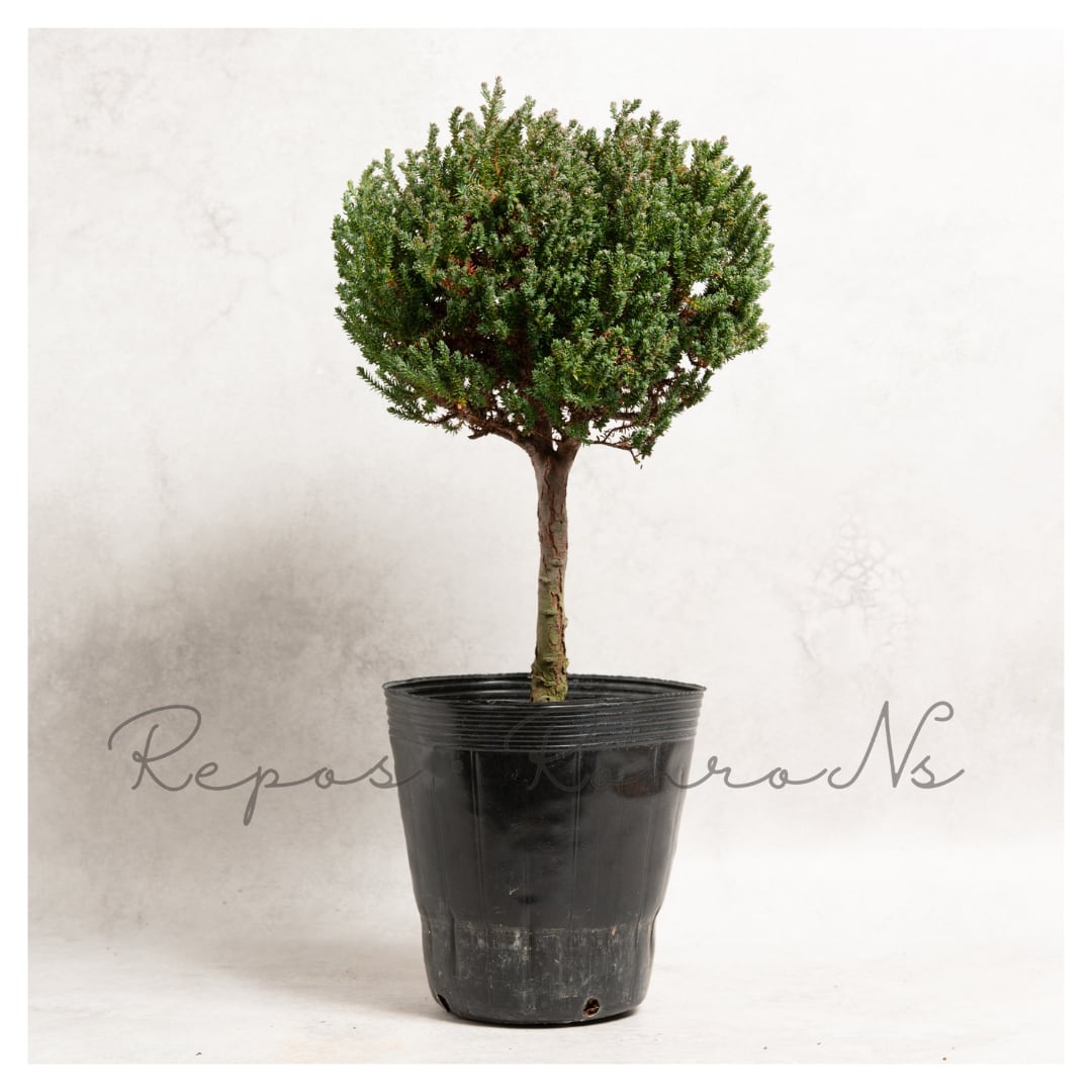 コニファー :レッドスター・スタンダード仕立て(6号)パープルフェザー 矮性コニファー ヒノキ 希少 シンボルツリー クリスマスツリー 庭木